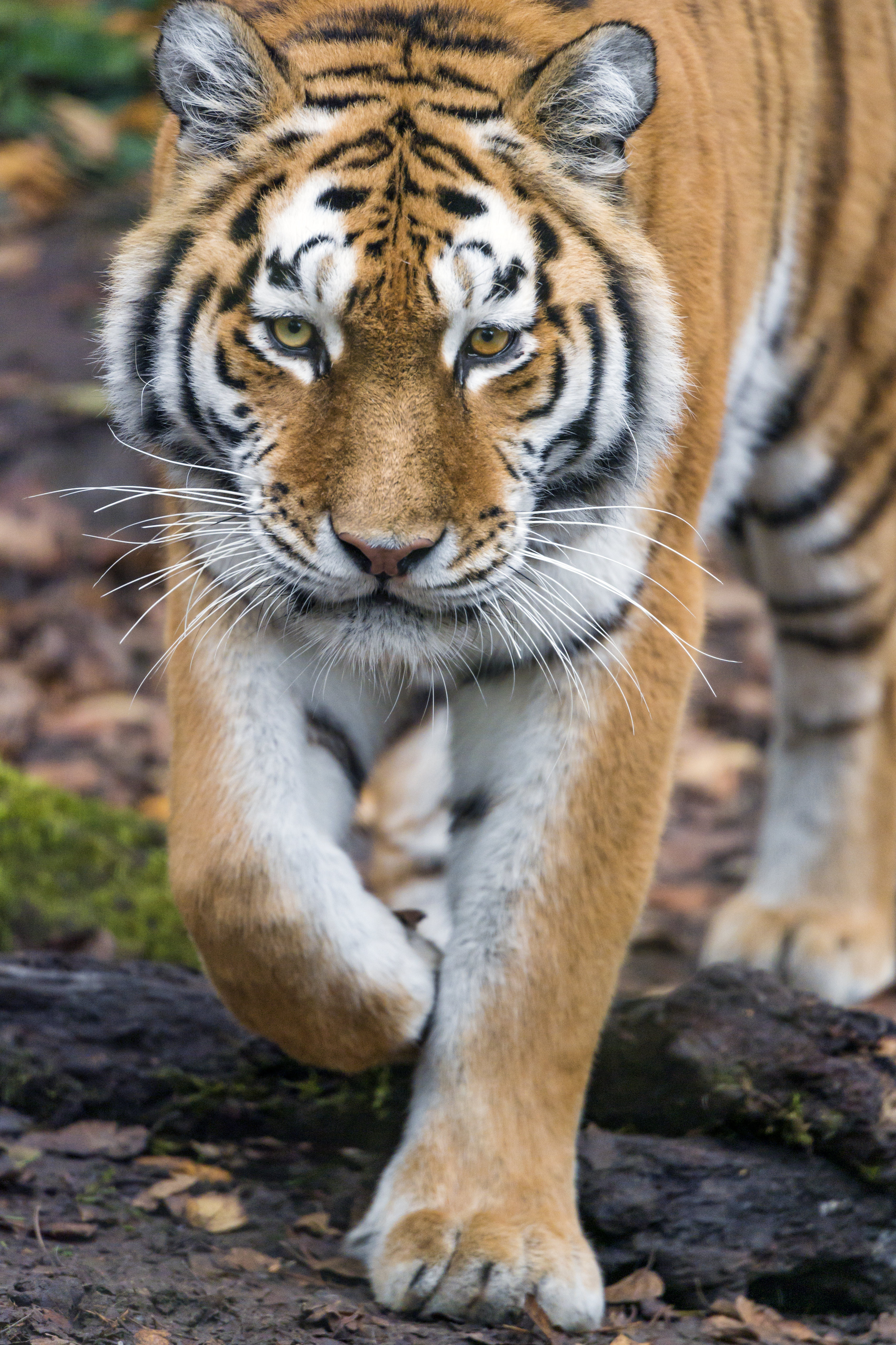 animals, opinion, big cat, sight, predator, muzzle, tiger wallpaper for mobile