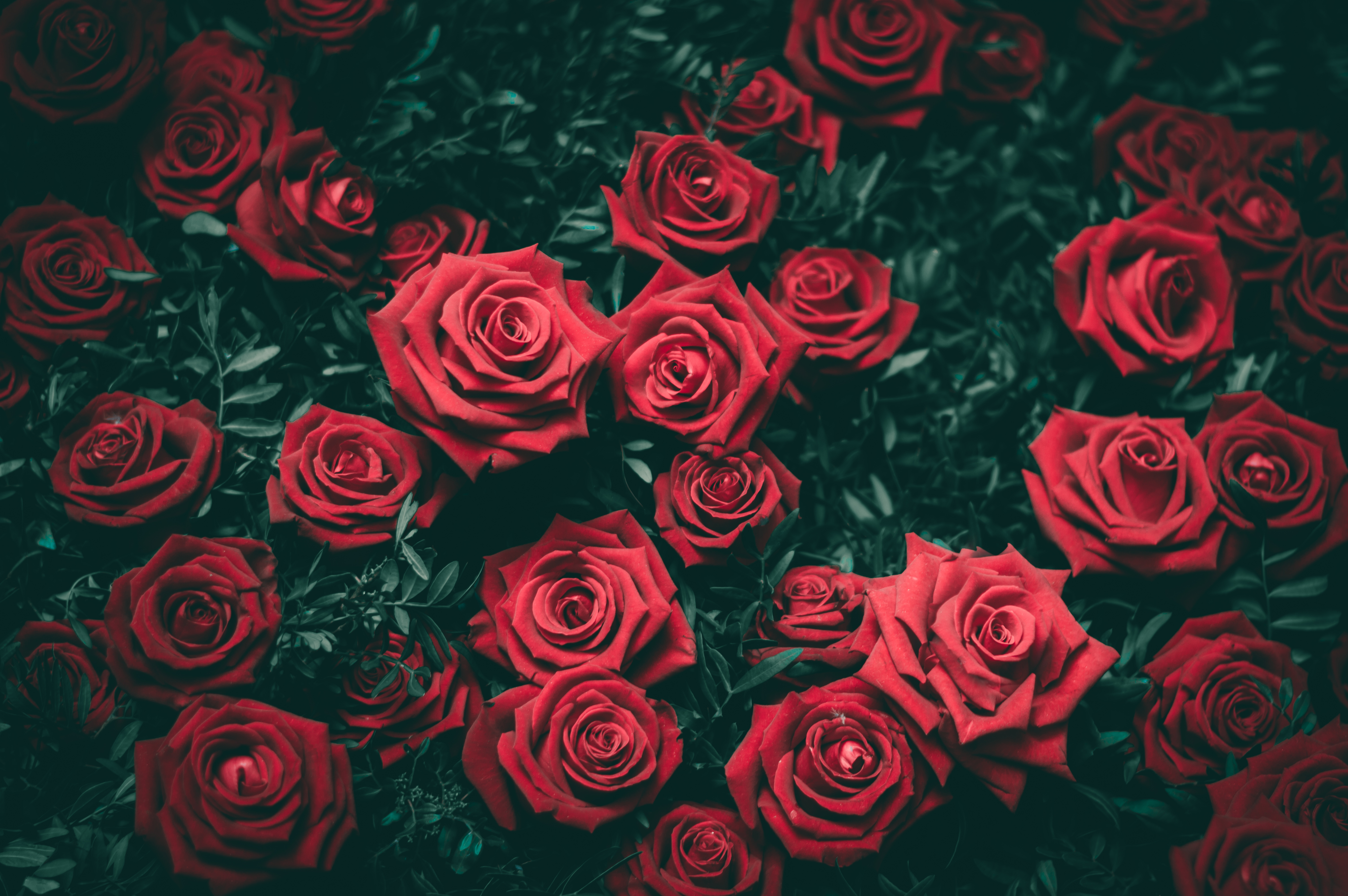 roses, flowers, bush, red, buds Aesthetic wallpaper