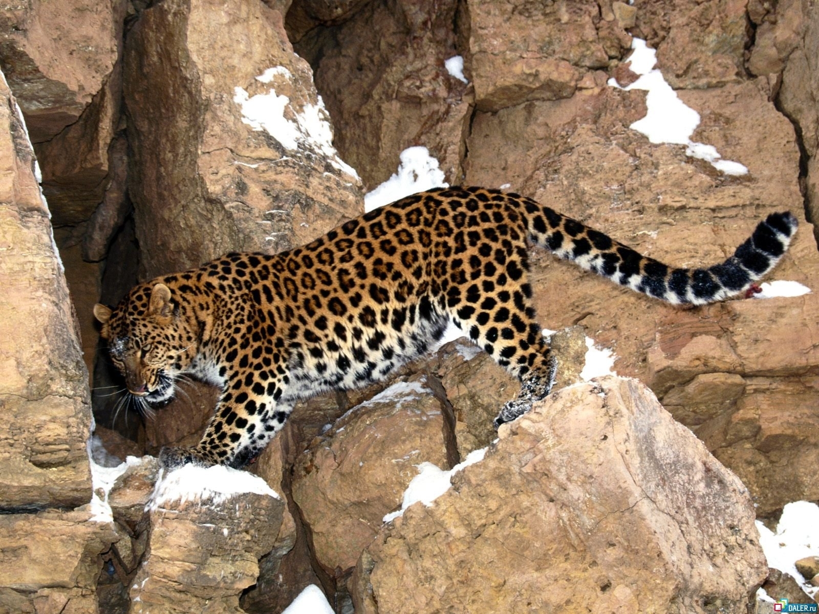 2004 Hintergrundbild herunterladen tiere, leopards, orange - Bildschirmschoner und Bilder kostenlos