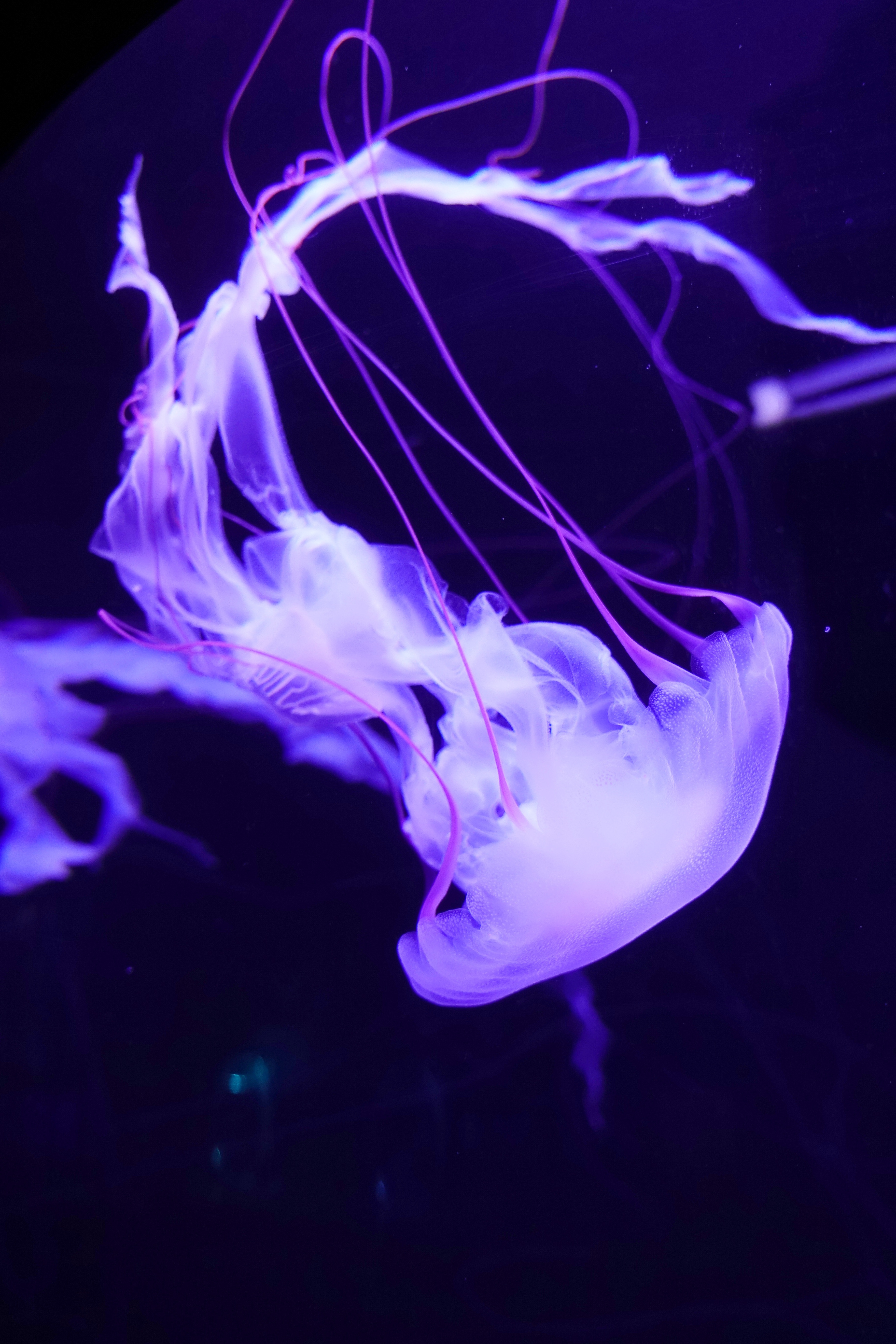 animals, lilac, jellyfish, swimming, underwater world, tentacles Free Stock Photo