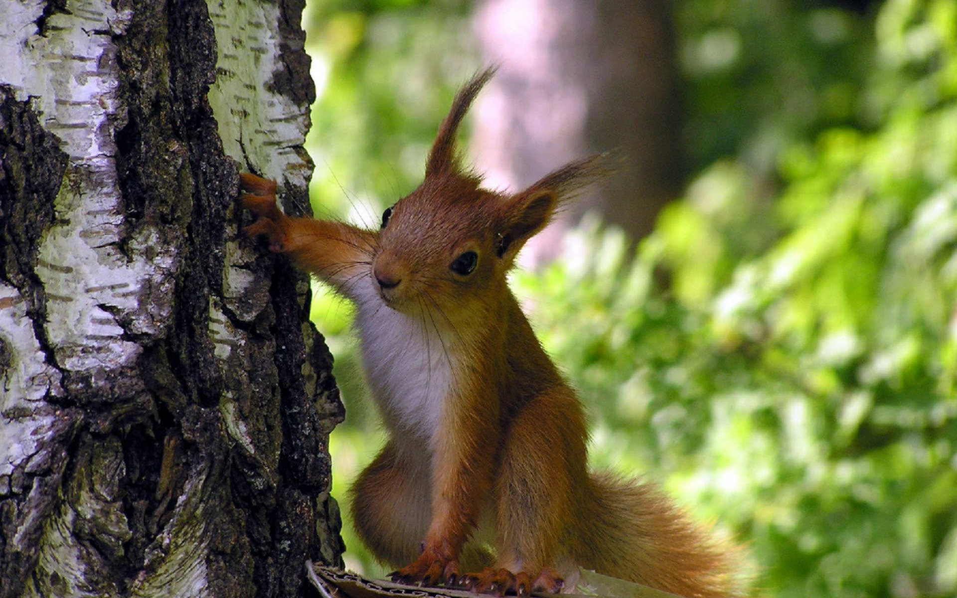 Die besten Eichhörnchen-Hintergründe für den Telefonbildschirm