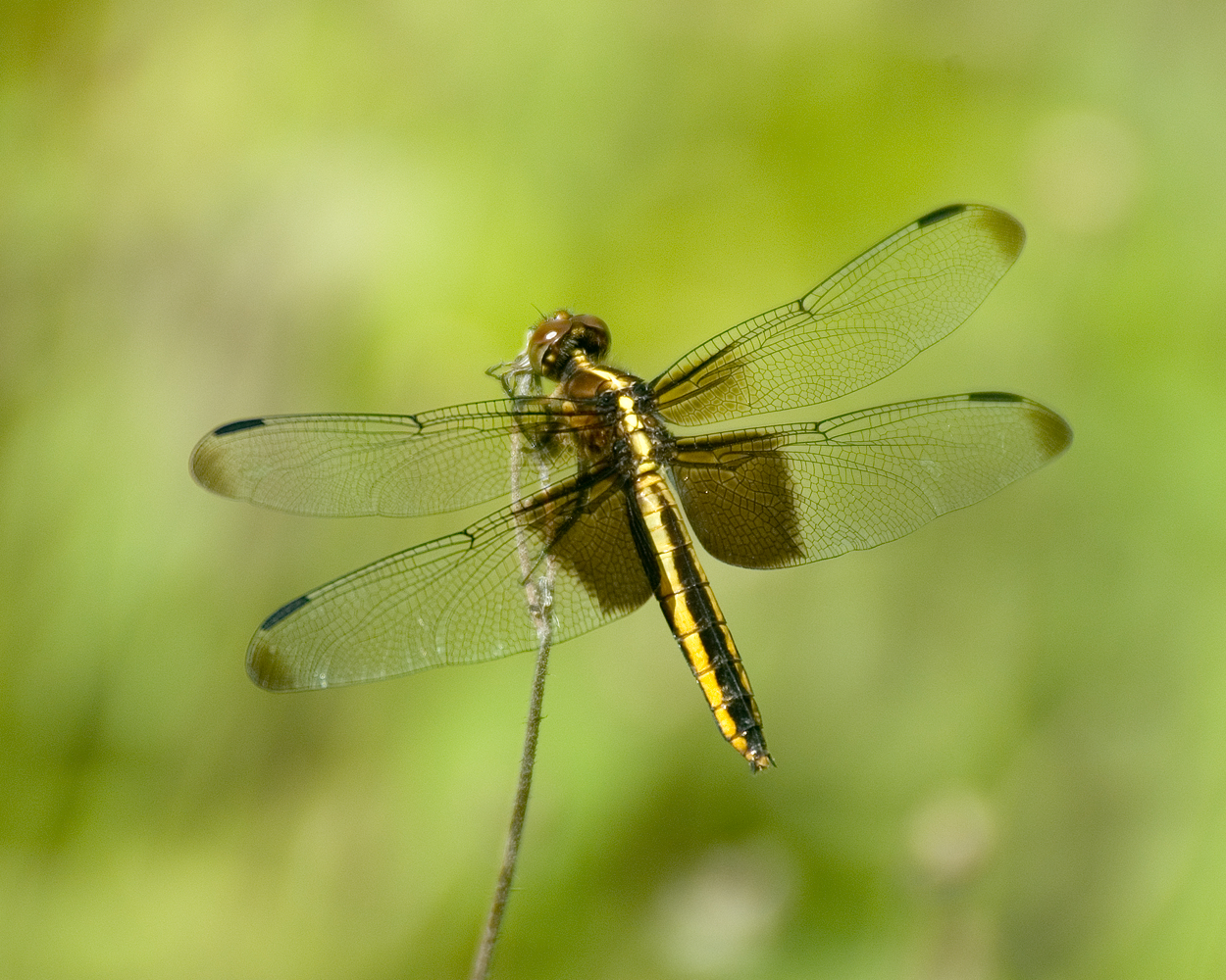 animal, dragonfly 4K