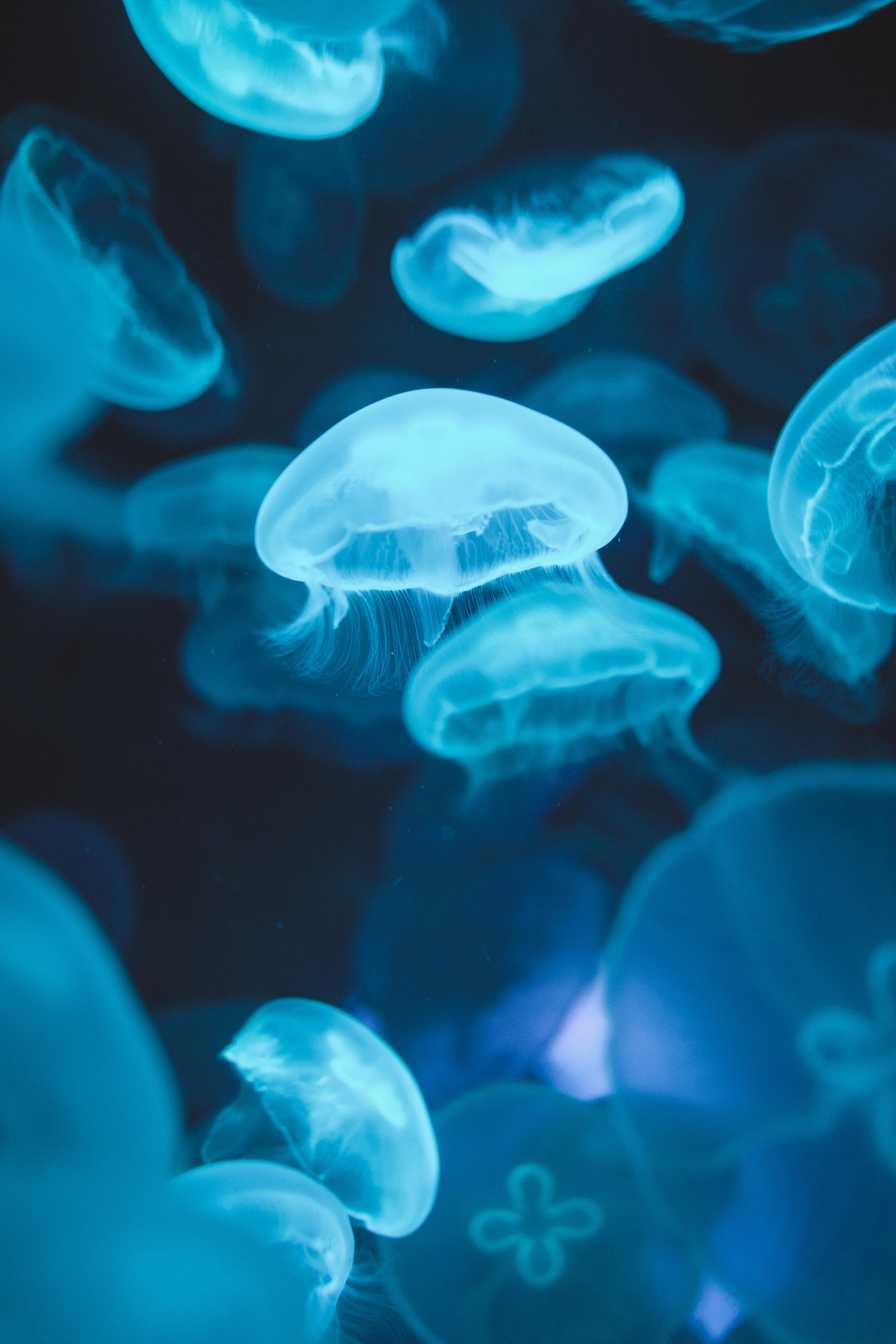 106036 télécharger le fond d'écran lueur, animaux, jellyfish, bleu, briller, monde sous marin, monde sous-marin, luminescence - économiseurs d'écran et images gratuitement