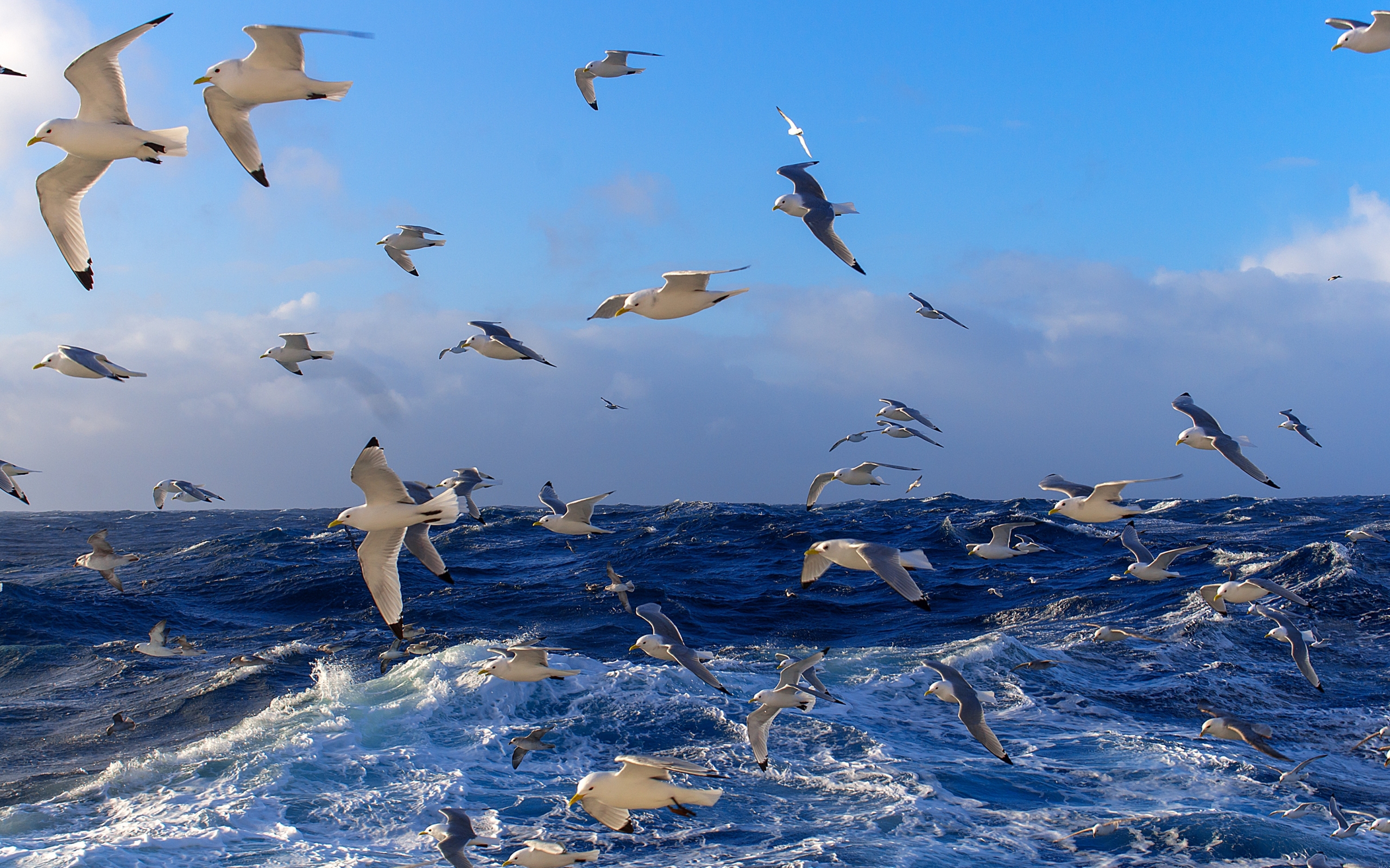 32042 Hintergrundbild herunterladen tiere, vögel, seagulls, blau - Bildschirmschoner und Bilder kostenlos