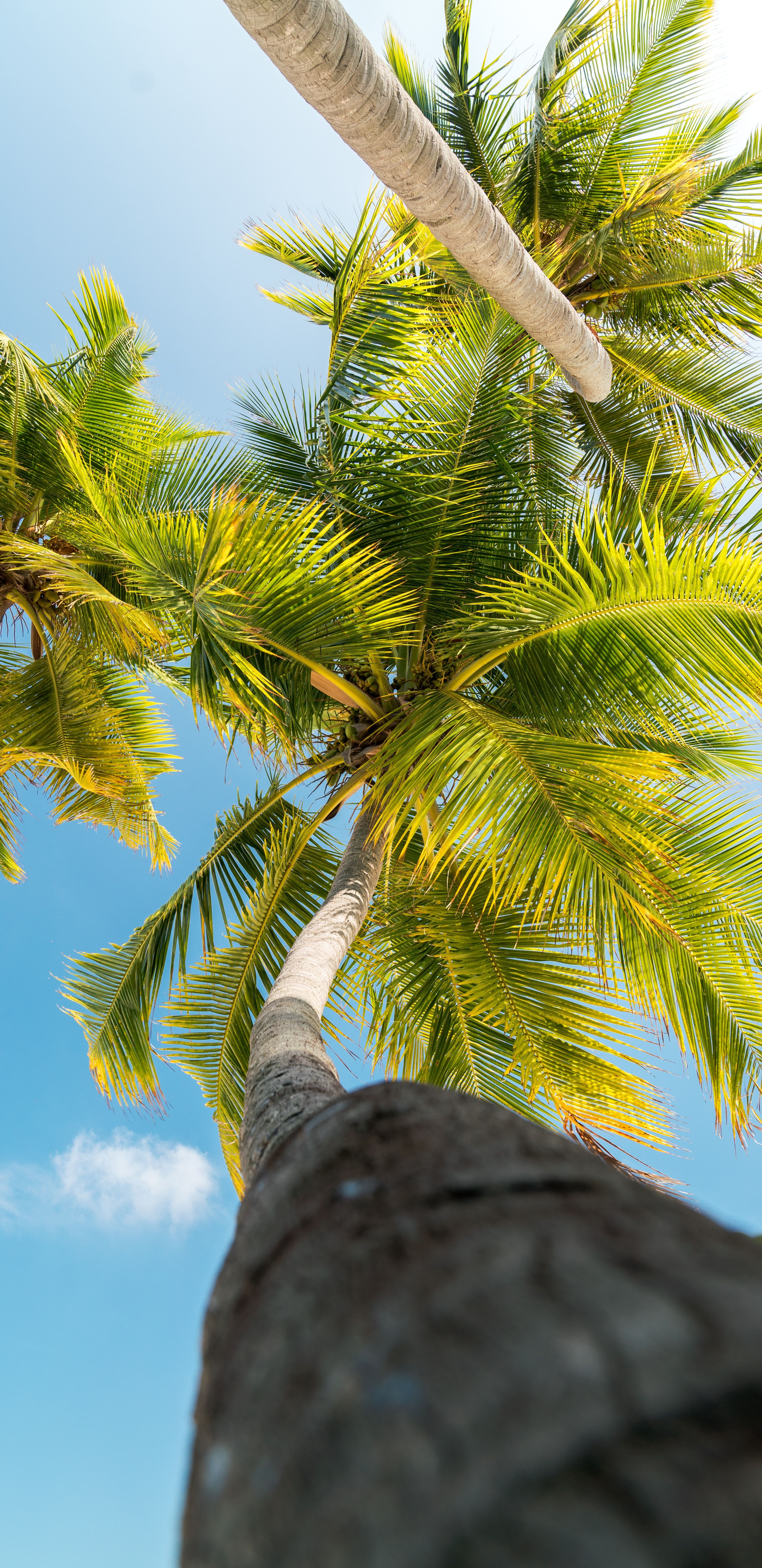 palms, nature, leaves, branches, bottom view, trunk Full HD