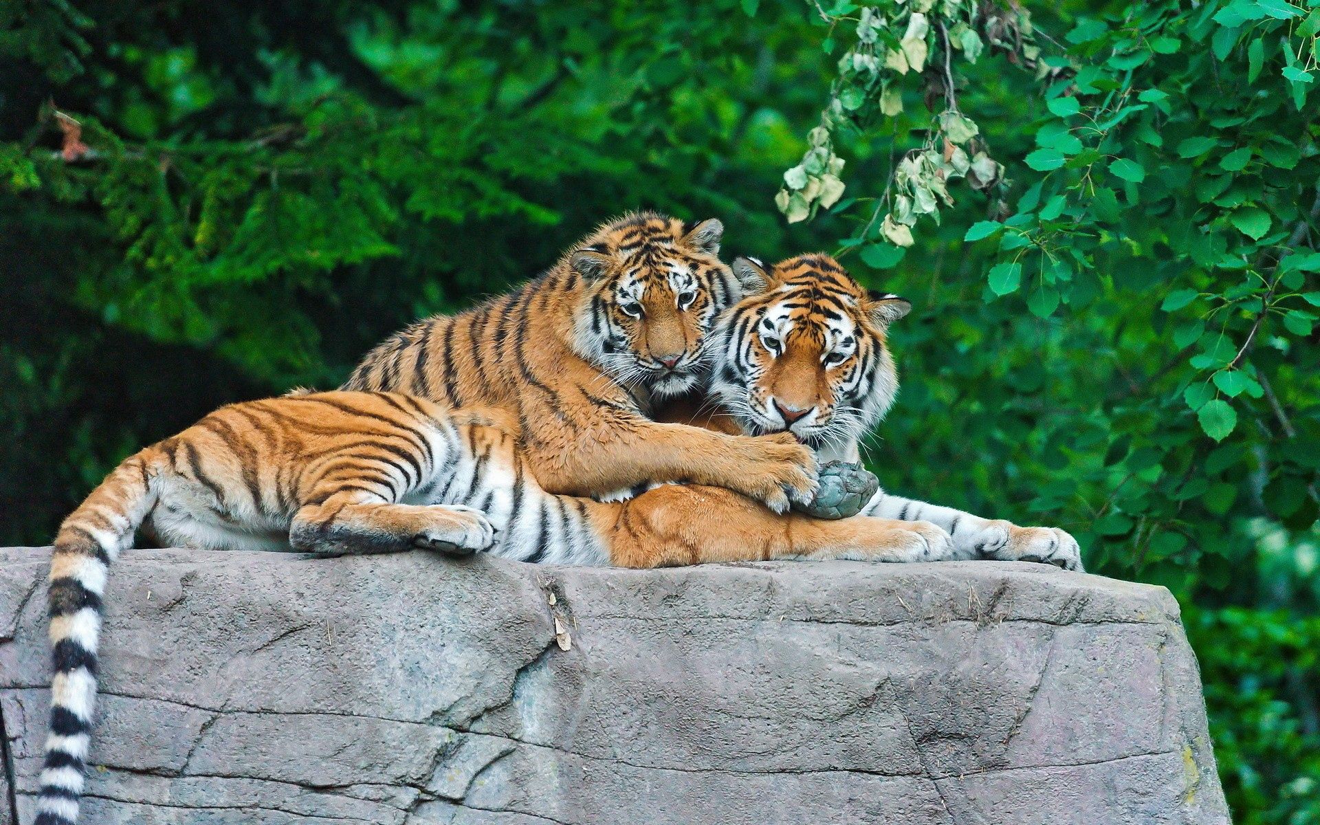 Скачать картинку Тигры, Пара, Хищники, Животные, Трава, Листья, Камень в телефон бесплатно.