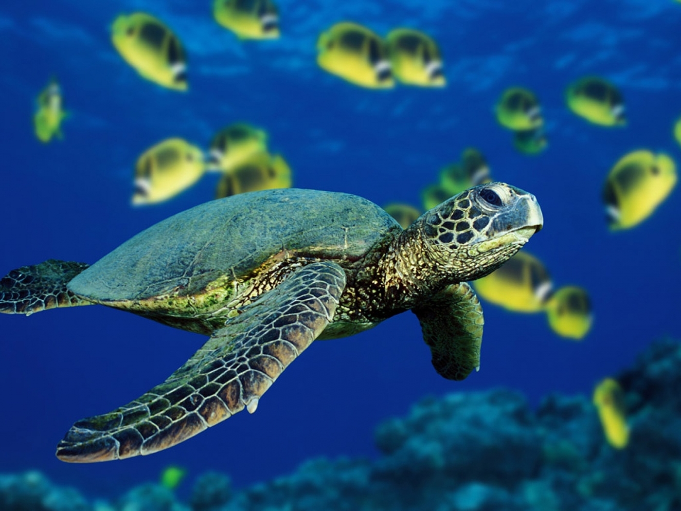 Laden Sie das Tiere, Turtles-Bild kostenlos auf Ihren PC-Desktop herunter