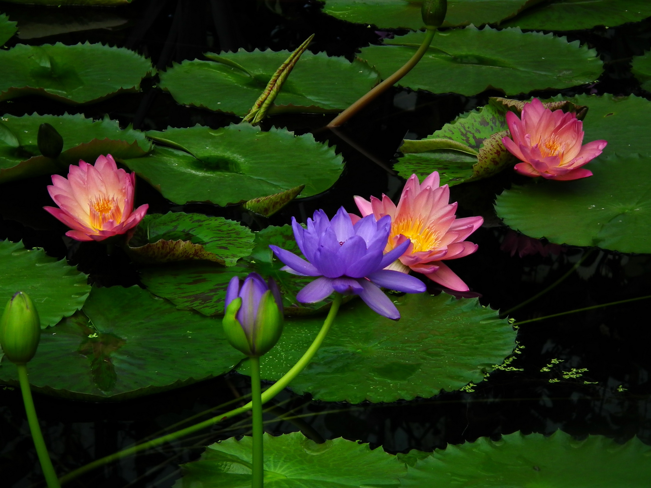 water, flowers, leaves, lilies, water lilies 1080p