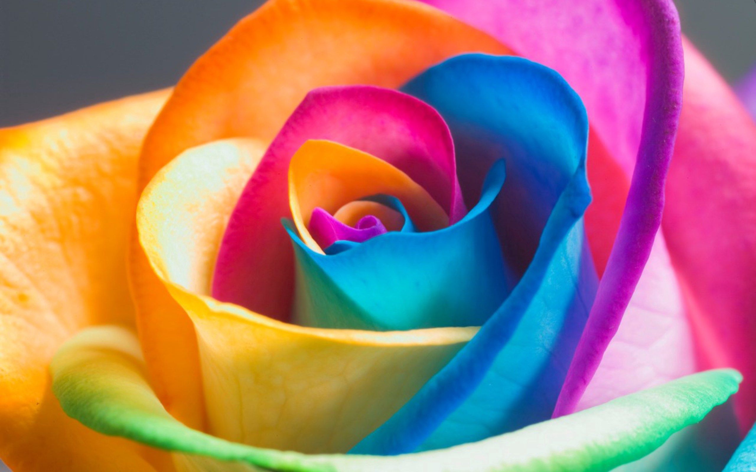 Laden Sie das Blume, Blumen, Mehrfarbig, Motley, Rose, Blütenblätter, Nahaufnahme-Bild kostenlos auf Ihren PC-Desktop herunter