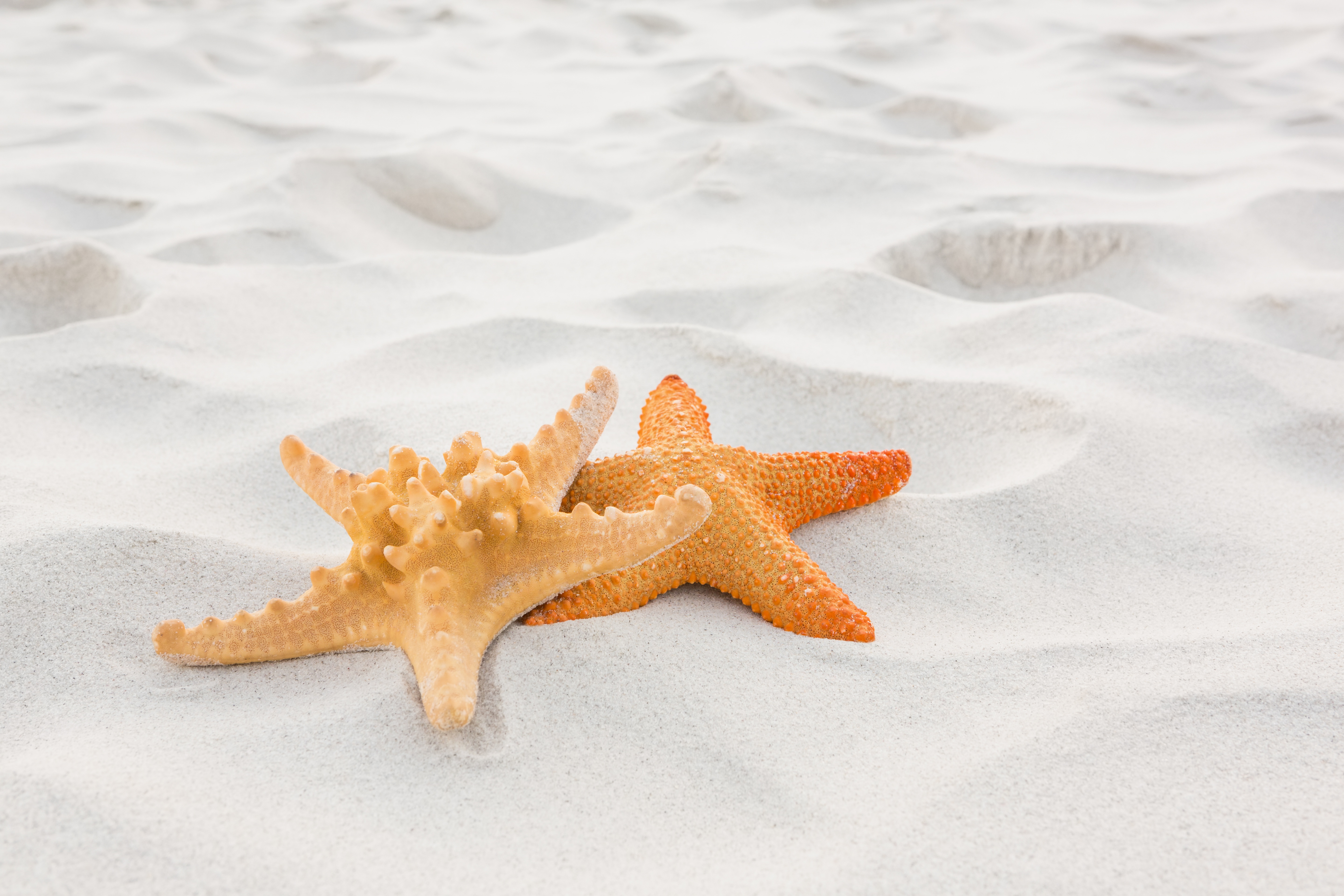 Морская звезда лежит. Морская звезда - Starfish. Морская звезда на песке. Морская звезда на пляже. Ракушки и морские звезды.