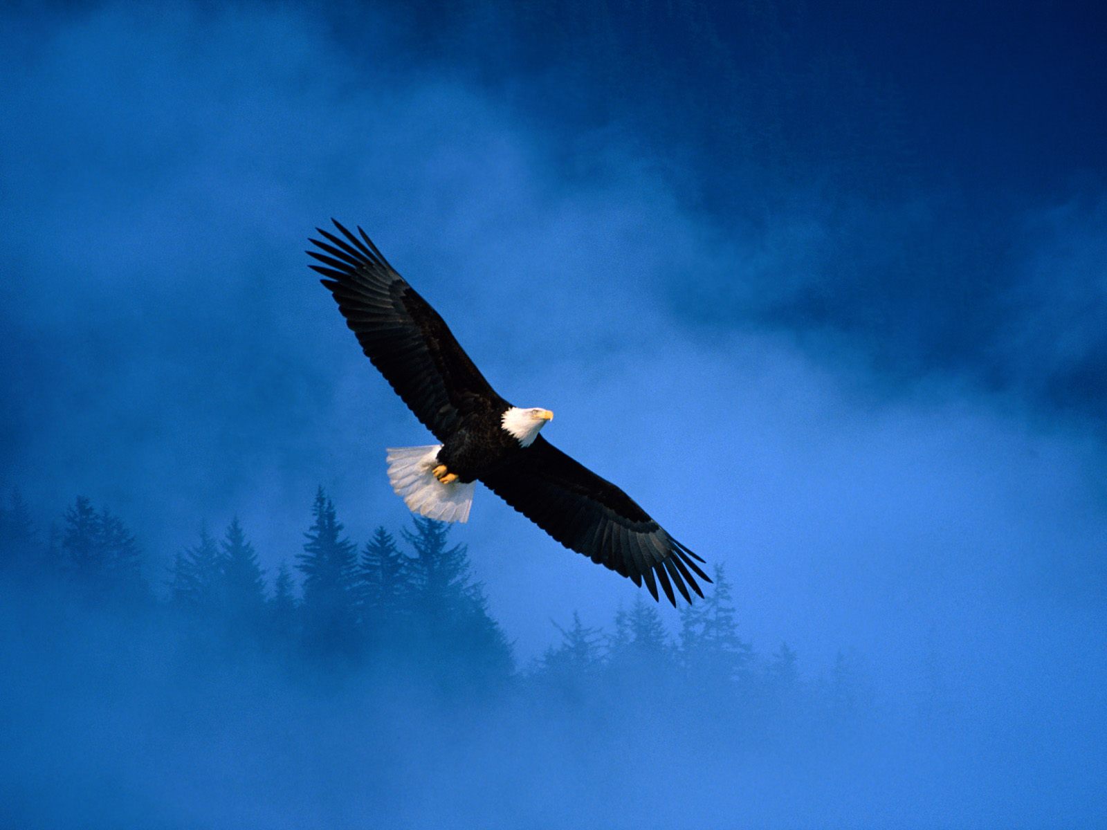 Images & Pictures  Bald Eagle
