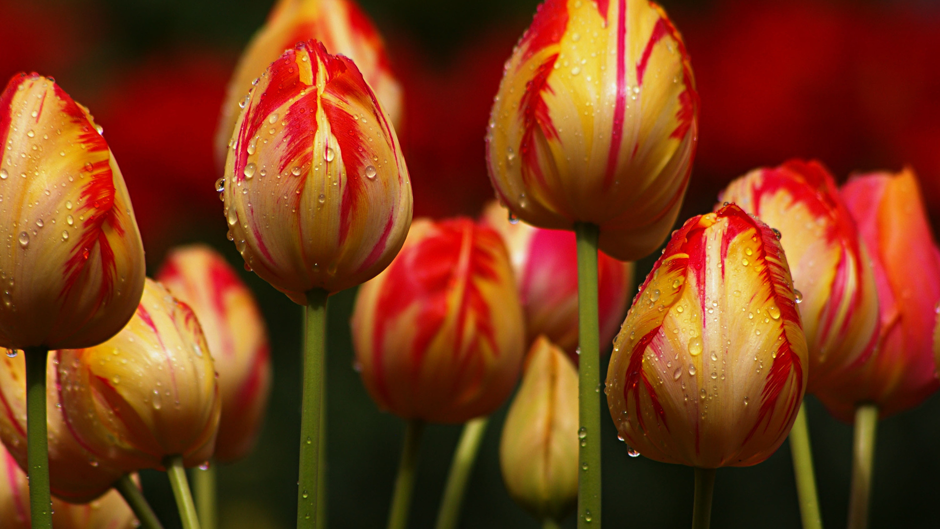 31845 Bild herunterladen tulpen, pflanzen, blumen - Hintergrundbilder und Bildschirmschoner kostenlos
