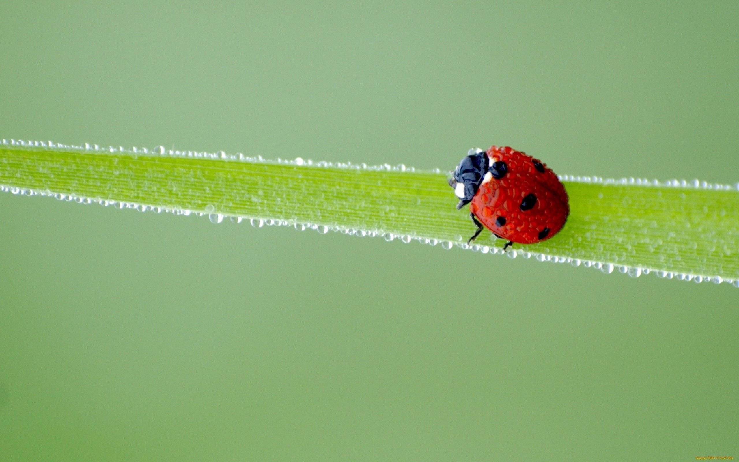 79200 Hintergrundbilder und Ladybird Bilder auf dem Desktop. Laden Sie spots, frost, grass, marienkäfer Bildschirmschoner kostenlos auf den PC herunter