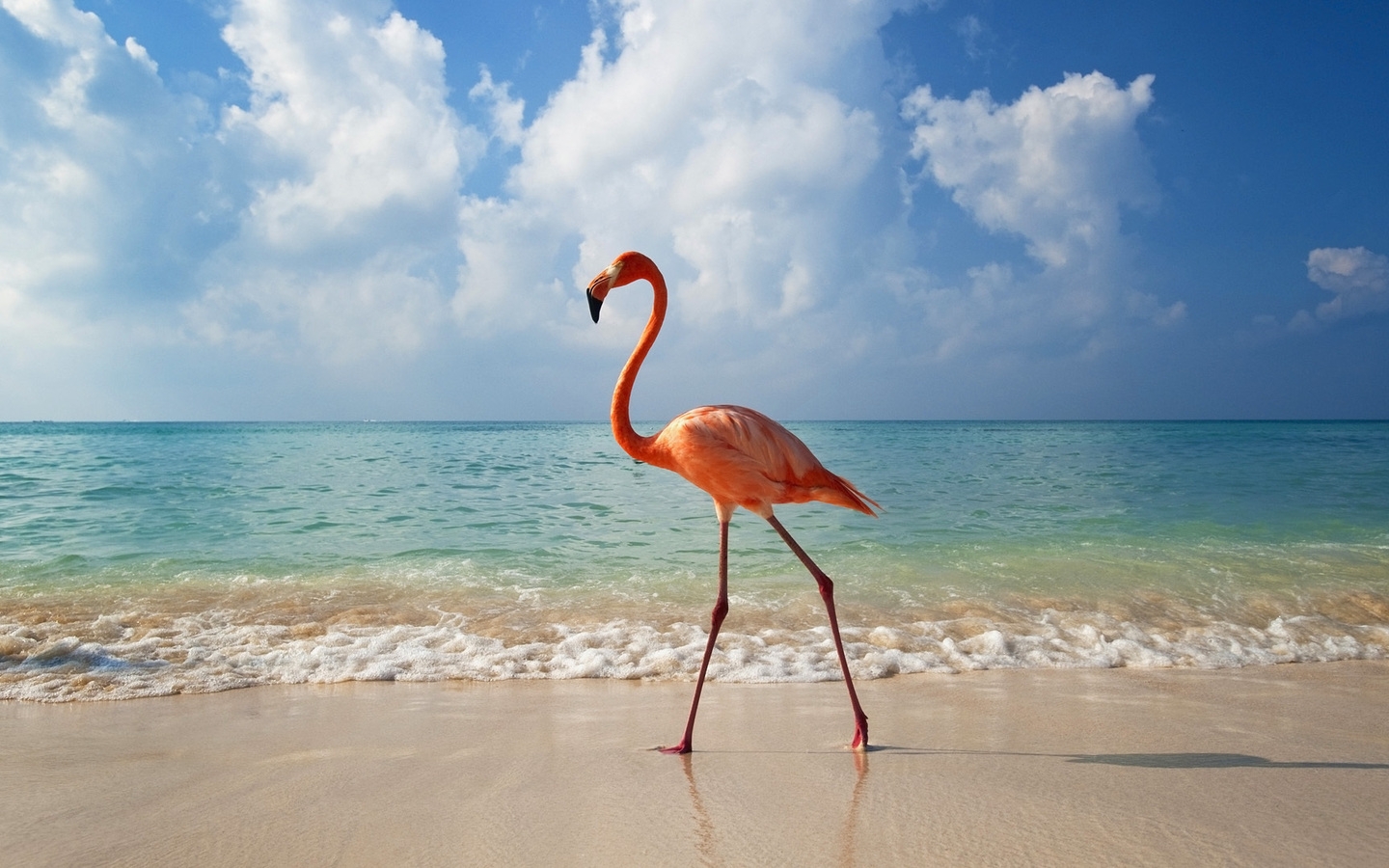 37852 Hintergrundbilder und Flamingo Bilder auf dem Desktop. Laden Sie vögel, tiere Bildschirmschoner kostenlos auf den PC herunter