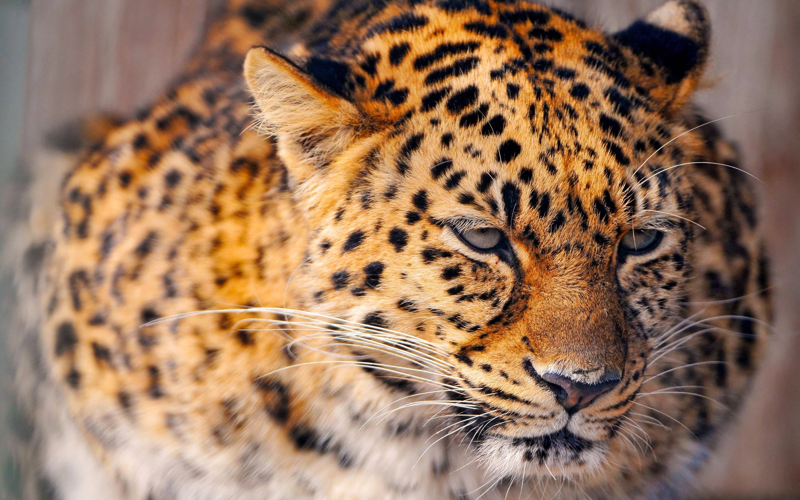 Leopards animals, orange Free Stock Photos