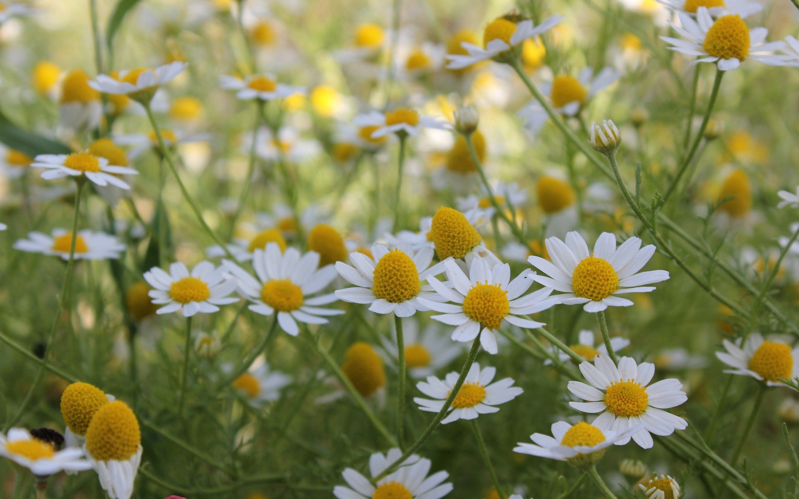 Laden Sie das Blumen, Sommer, Kamille, Feld-Bild kostenlos auf Ihren PC-Desktop herunter