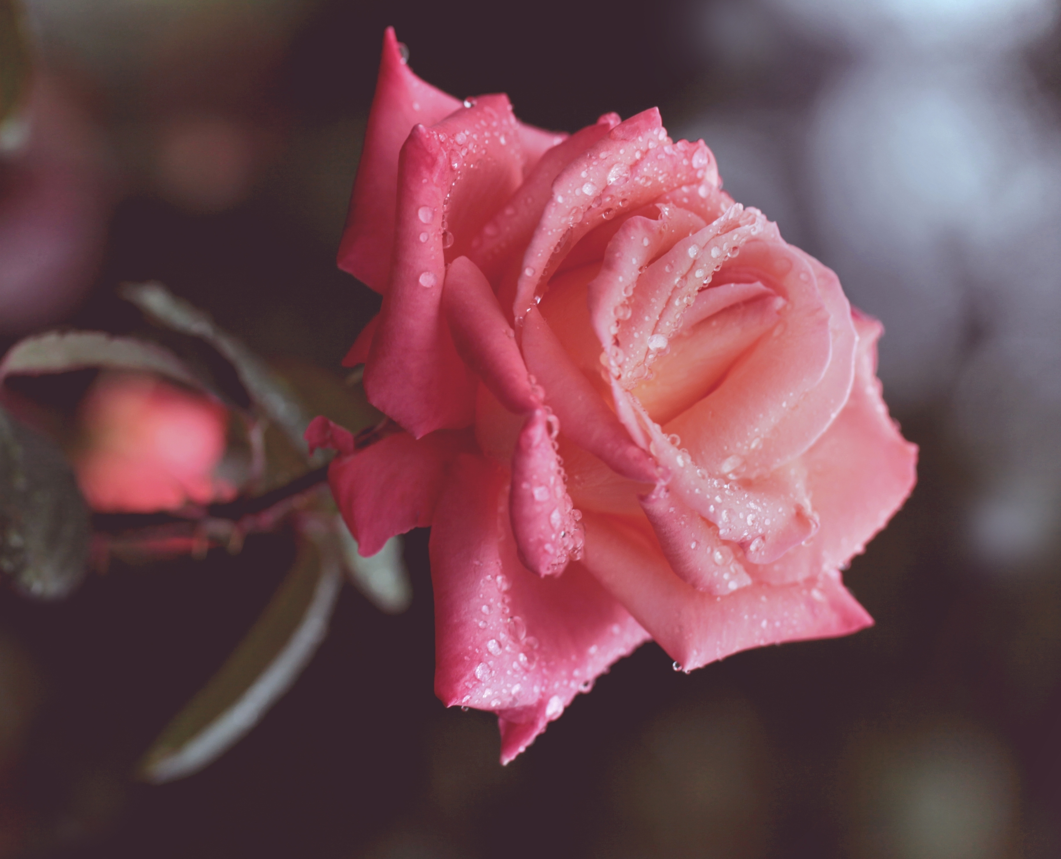 131528 download wallpaper rose flower, flowers, drops, rose, bud, close-up, stem, stalk screensavers and pictures for free