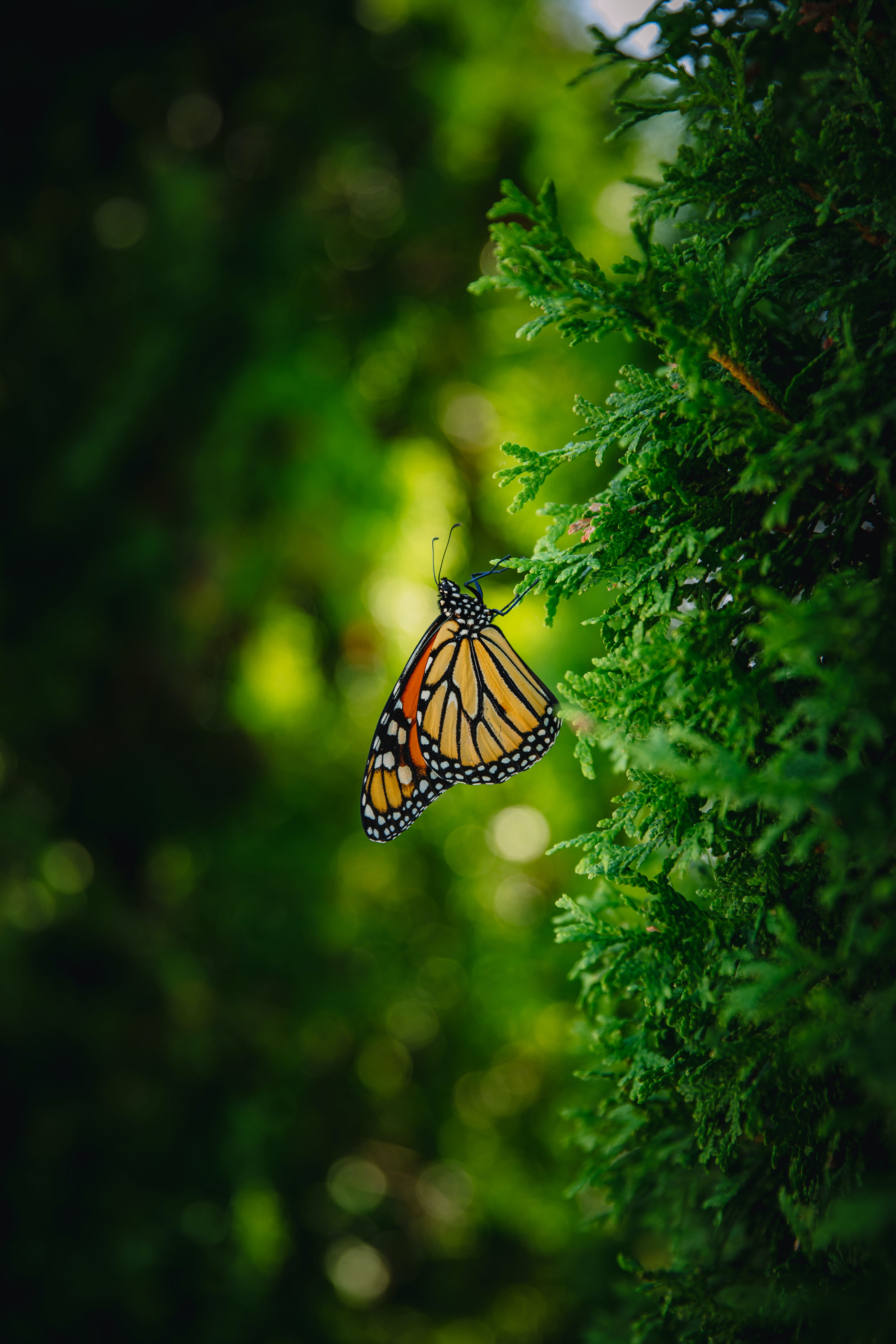 insect, butterfly, monarch butterfly, macro, branch, butterfly monarch