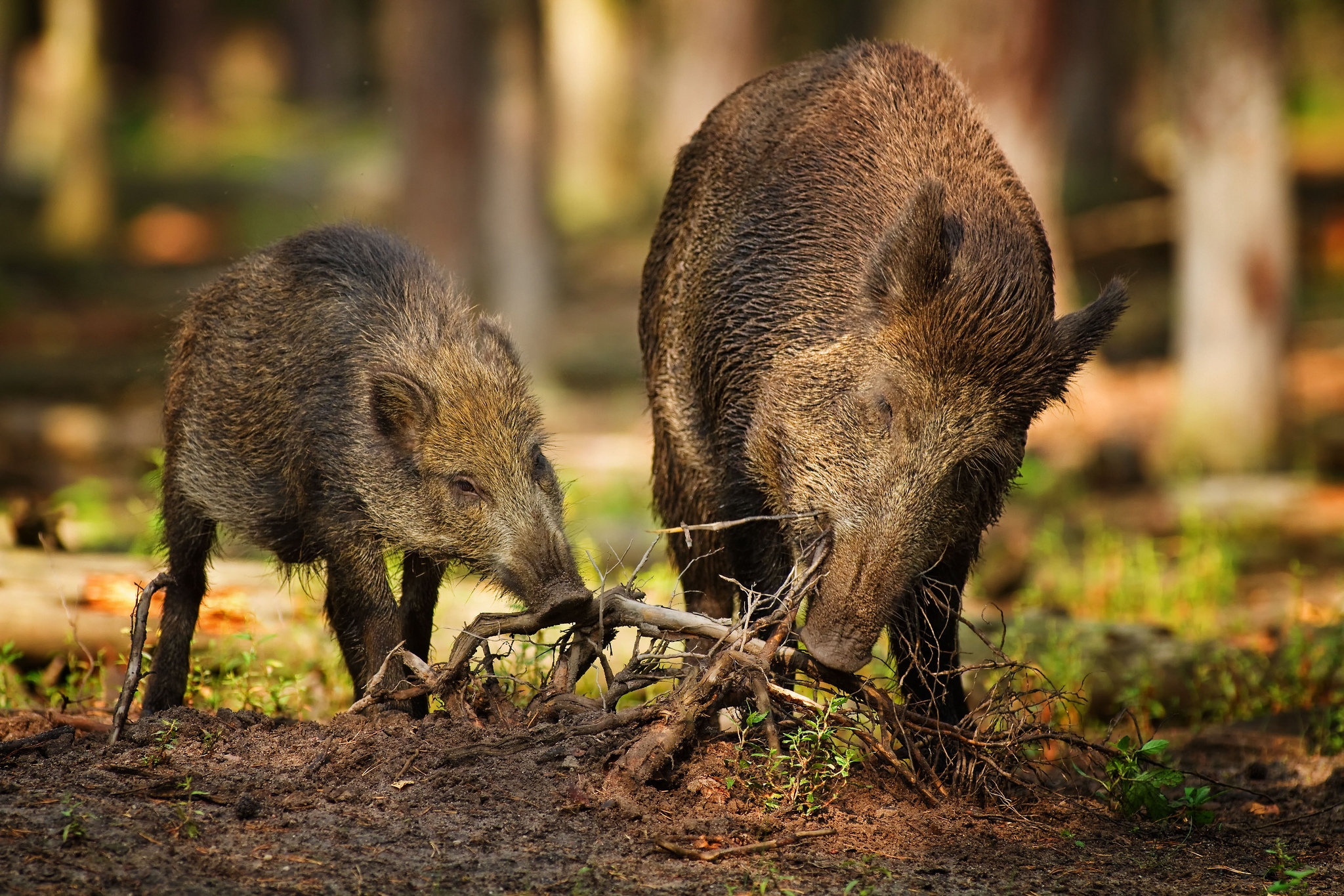 Laden Sie das Tiere, Wild, Wald, Wurzeln, Zwei, Wildschweine-Bild kostenlos auf Ihren PC-Desktop herunter
