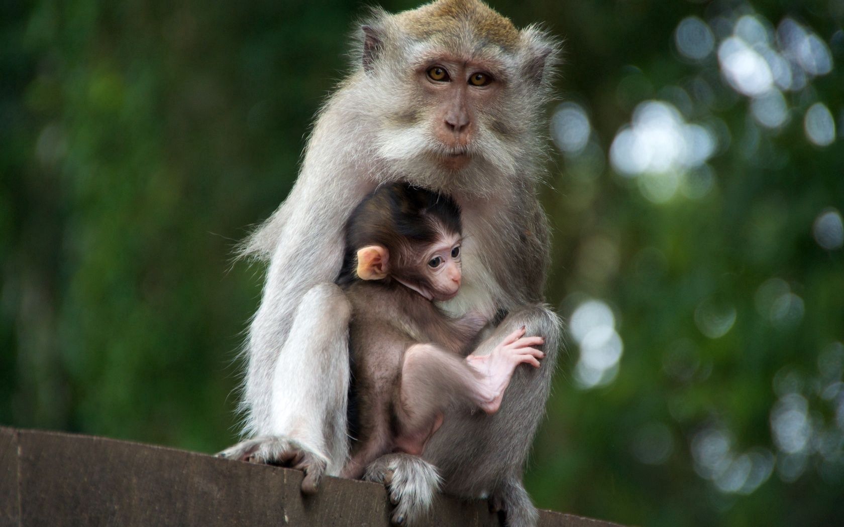 64460 Bildschirmschoner und Hintergrundbilder Ein Affe auf Ihrem Telefon. Laden Sie die familie, junge, zärtlichkeit, tiere Bilder kostenlos herunter