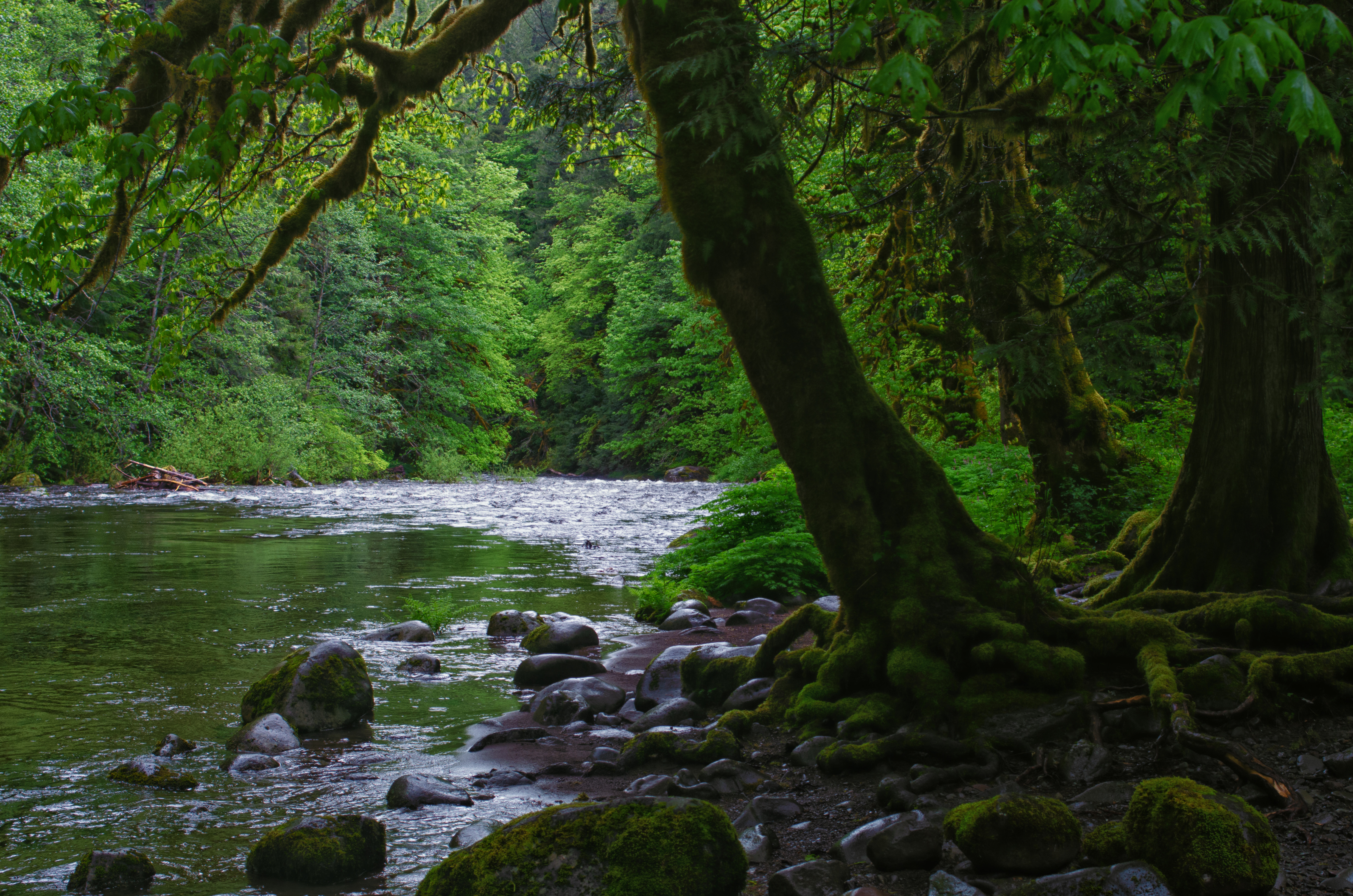 trees, nature, rivers, stones, forest, moss download HD wallpaper