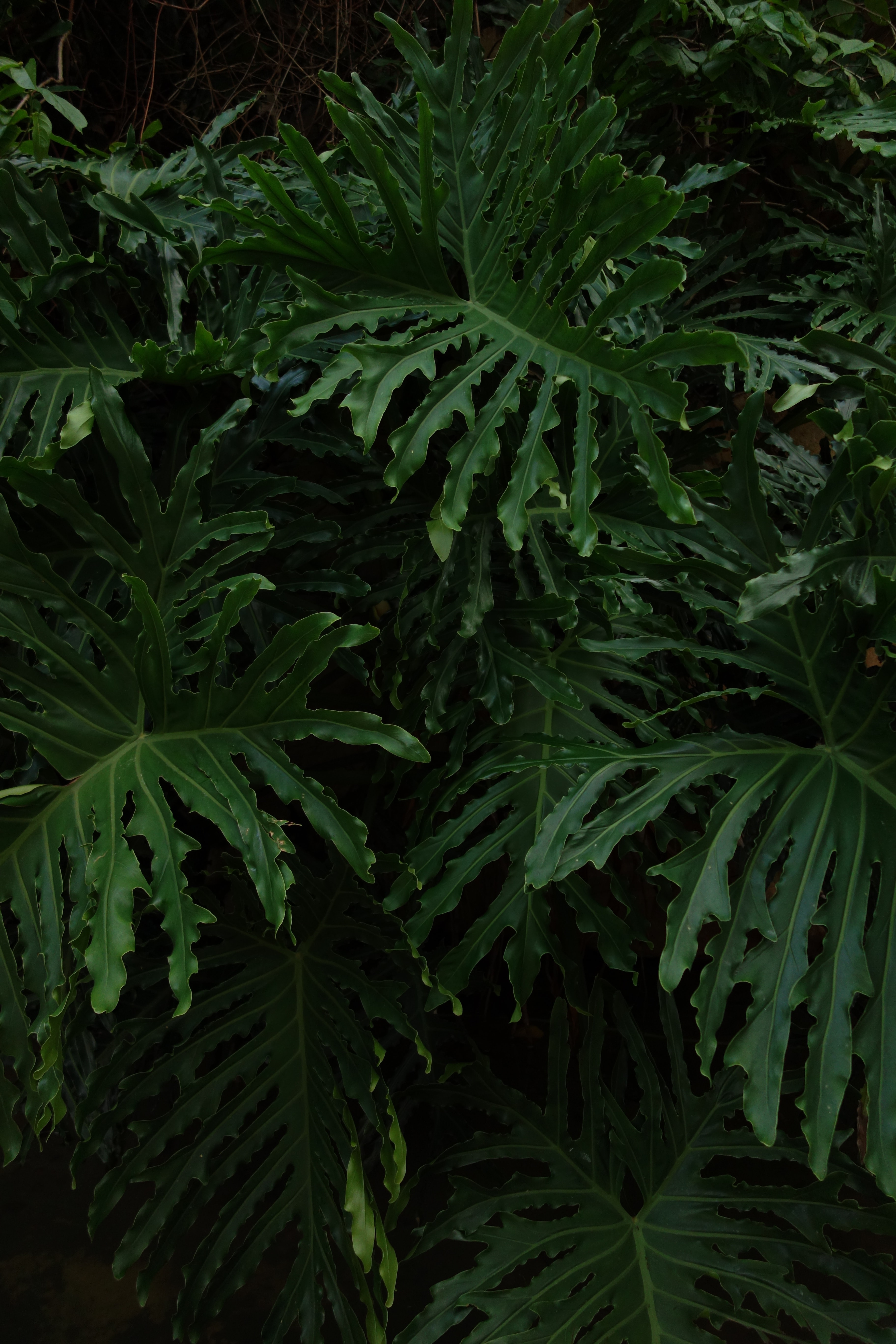 plant, leaves, dark, glossy Smartphone Background