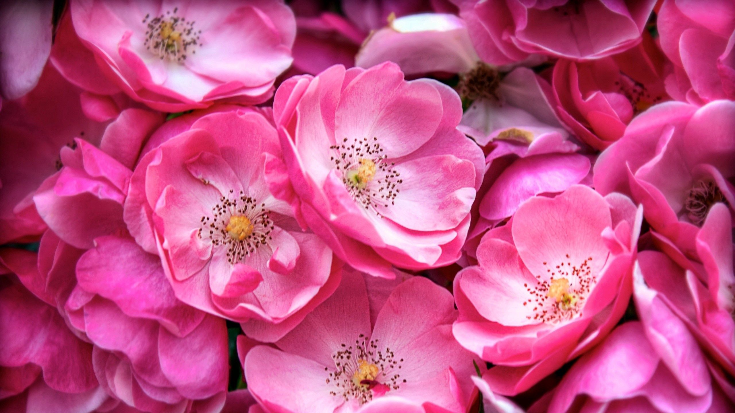 52282壁紙のダウンロード植物, フラワーズ, ピンク, 工場, 大きい, マクロ, 咲く, 開花-スクリーンセーバーと写真を無料で