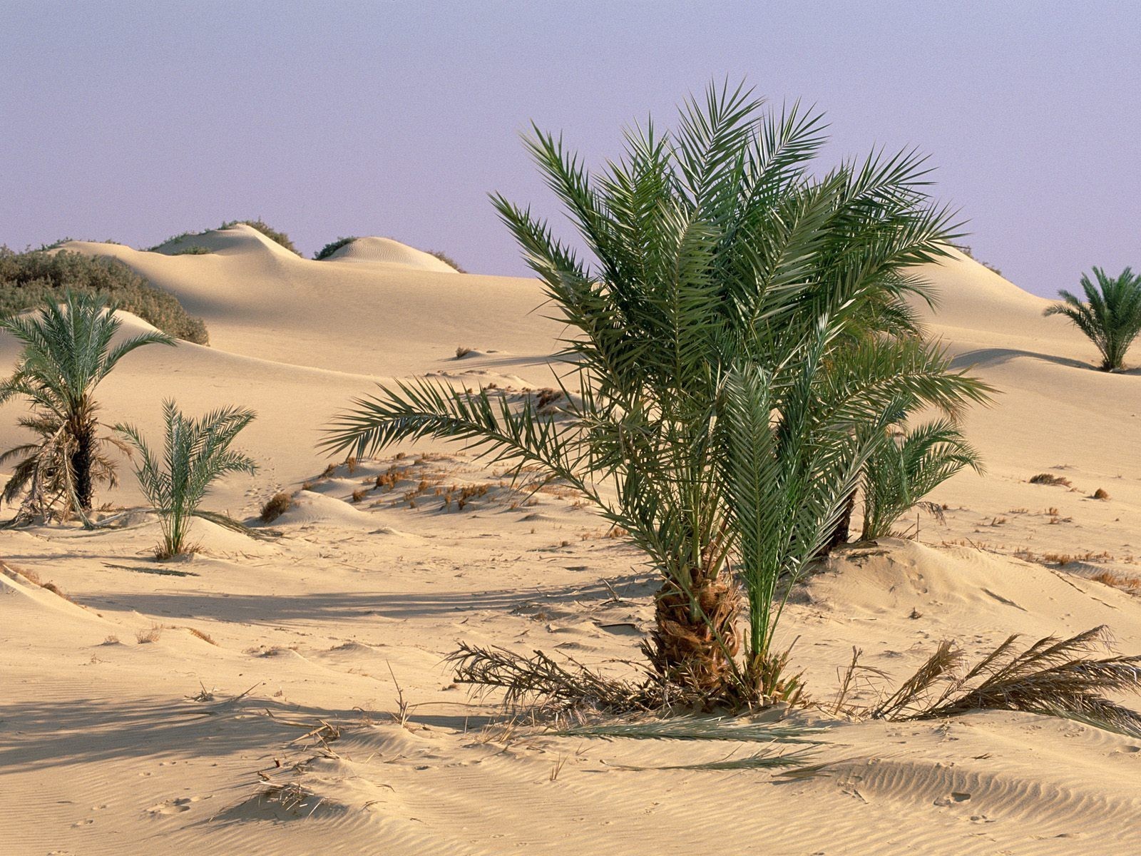 22898 Hintergrundbild herunterladen pflanzen, landschaft, sand, palms, wüste - Bildschirmschoner und Bilder kostenlos