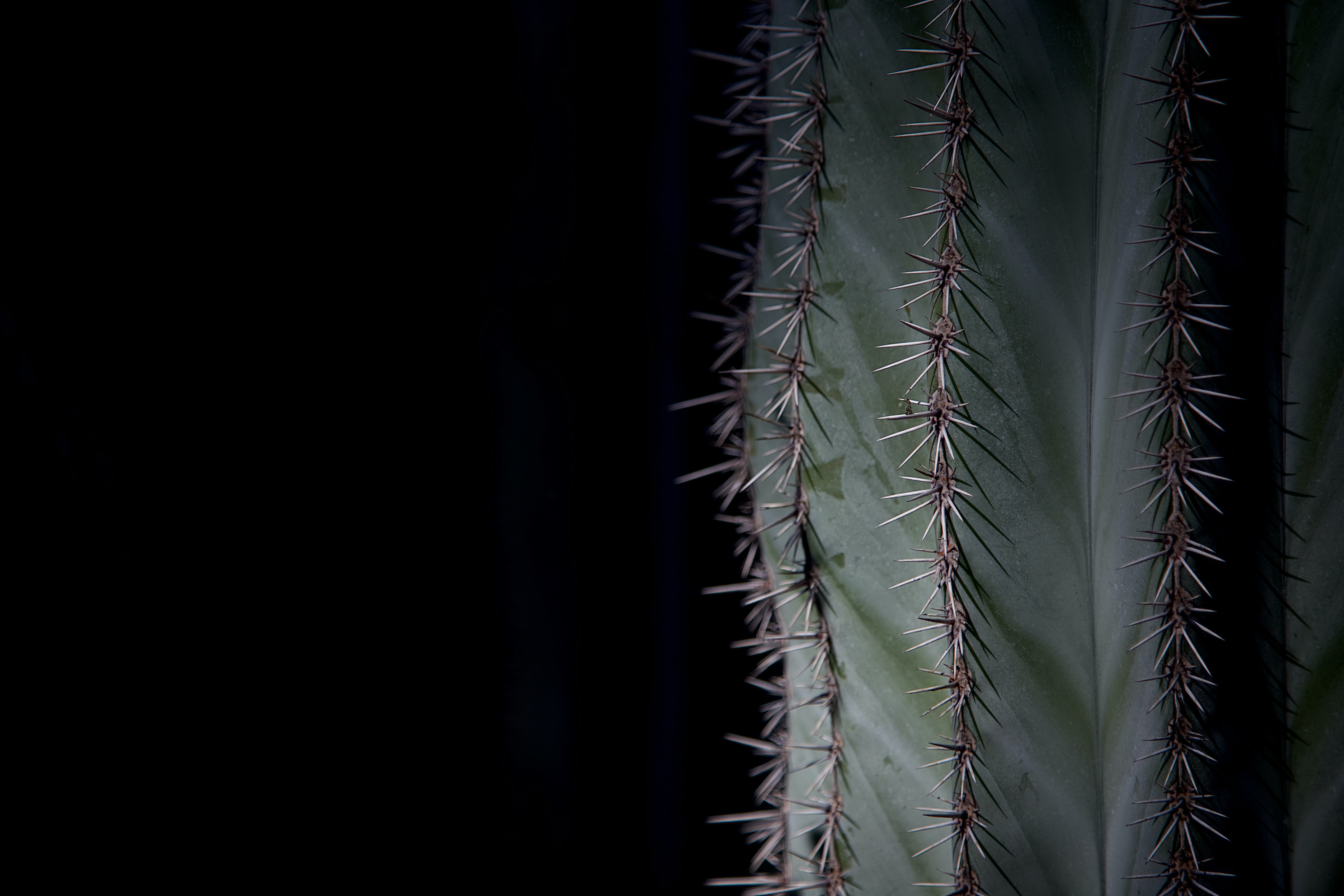 Laden Sie das Pflanze, Makro, Kaktus, Dornen, Stacheln-Bild kostenlos auf Ihren PC-Desktop herunter