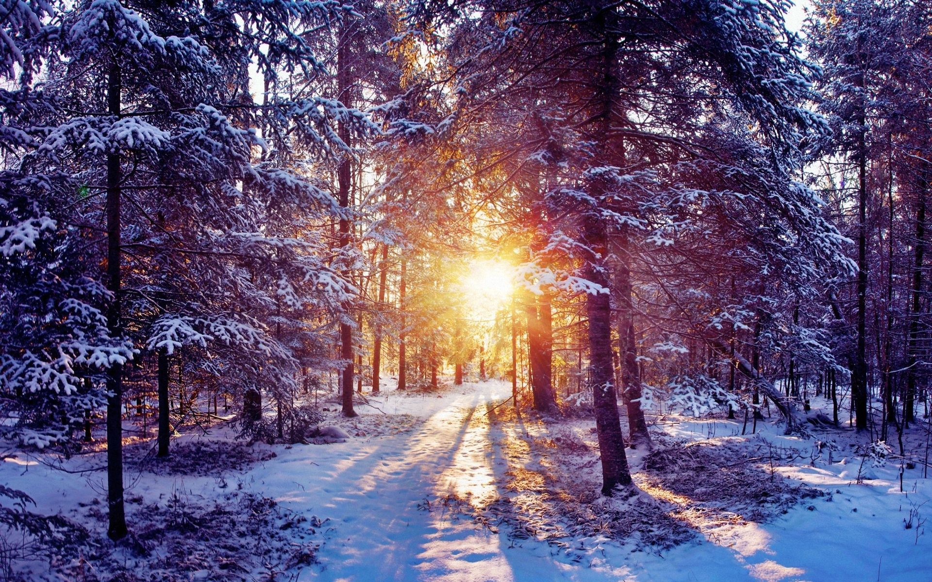 118961 Hintergrundbild herunterladen sun, natur, bäume, schnee, scheinen, licht, wald, dickicht - Bildschirmschoner und Bilder kostenlos