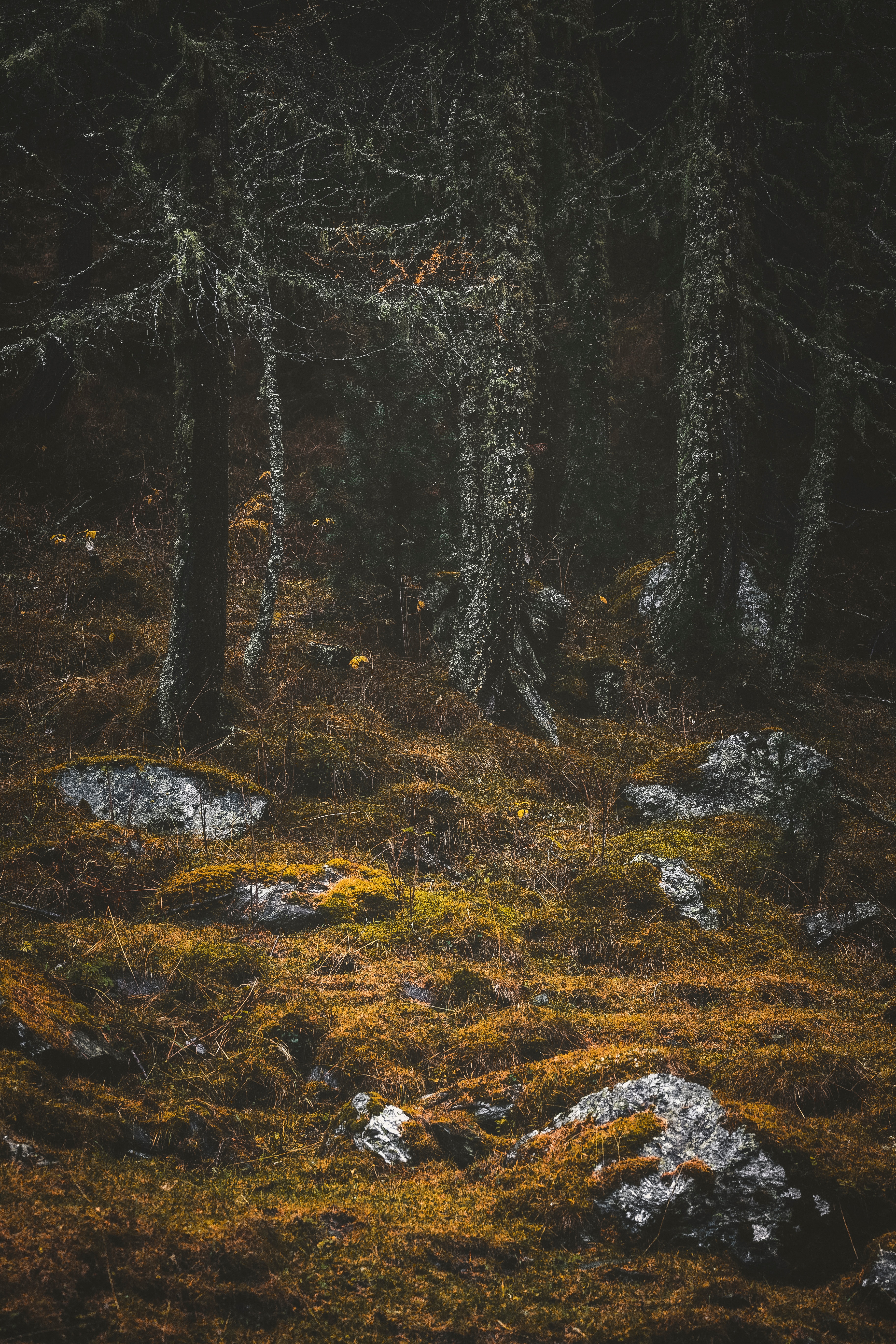 moss, nature, trees, stones, forest