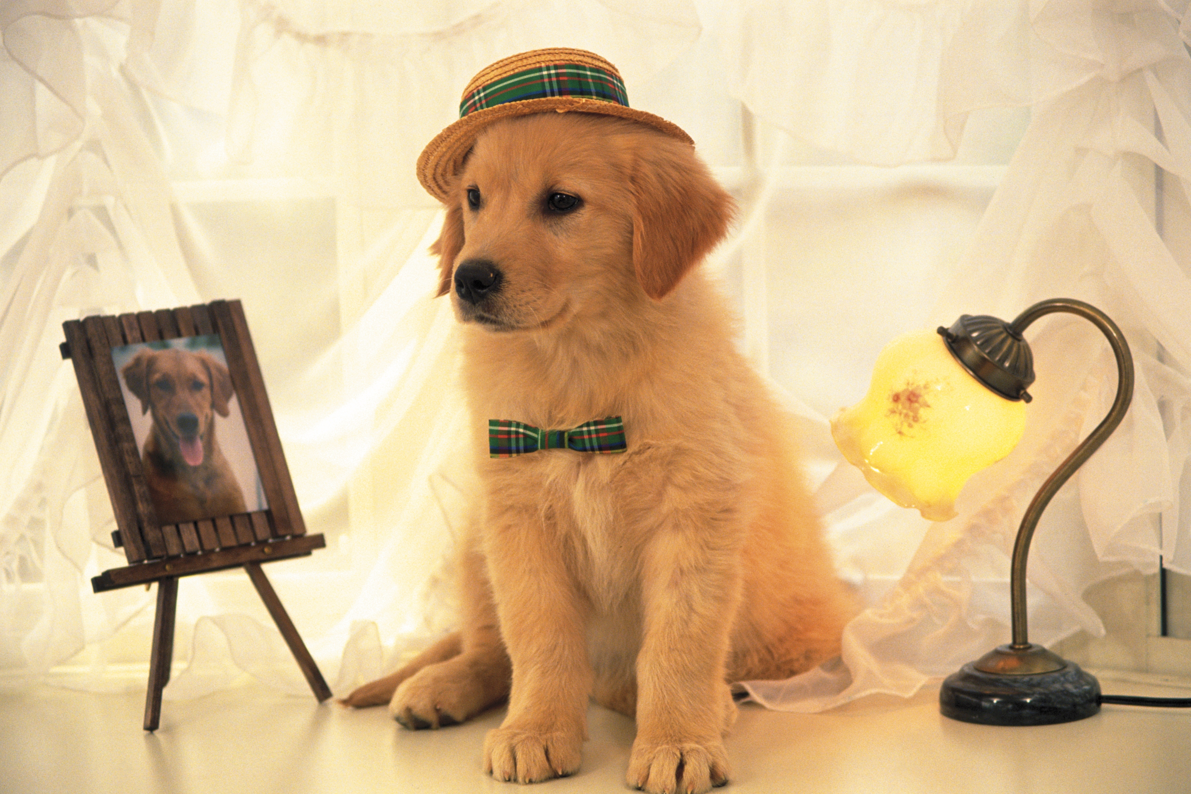 dog, hat, light, shine, animals, portrait 1080p
