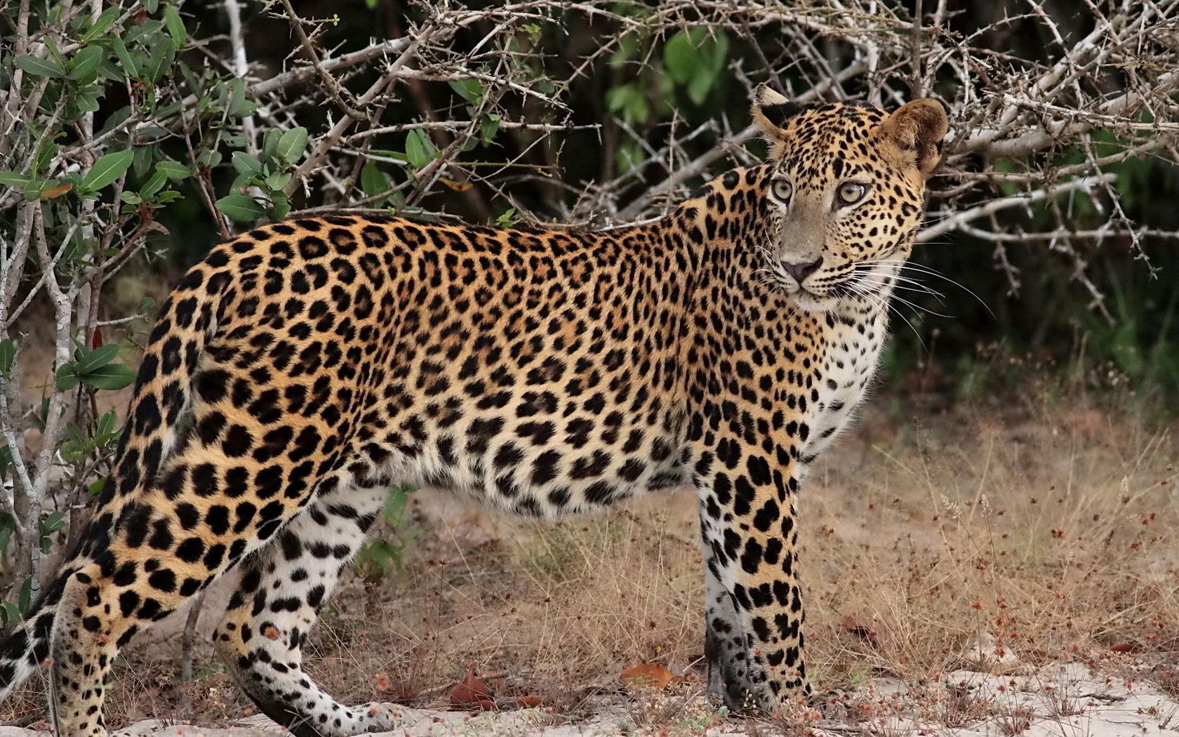 76632 Hintergrundbild herunterladen tiere, leopard, geäst, zweige, raubtier, predator, stehen, stand - Bildschirmschoner und Bilder kostenlos