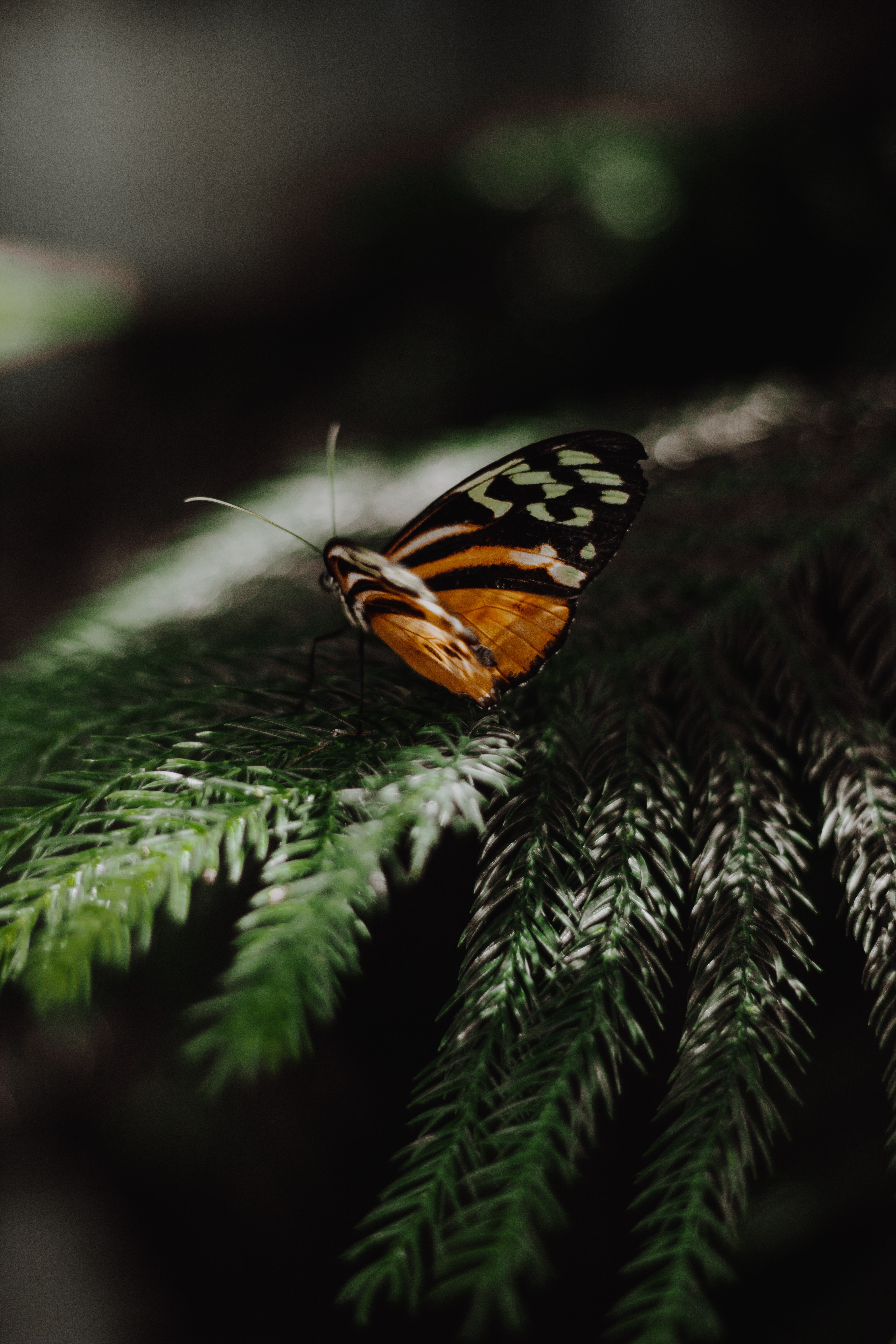 Needle butterfly, animals, branch, wings Free Stock Photos