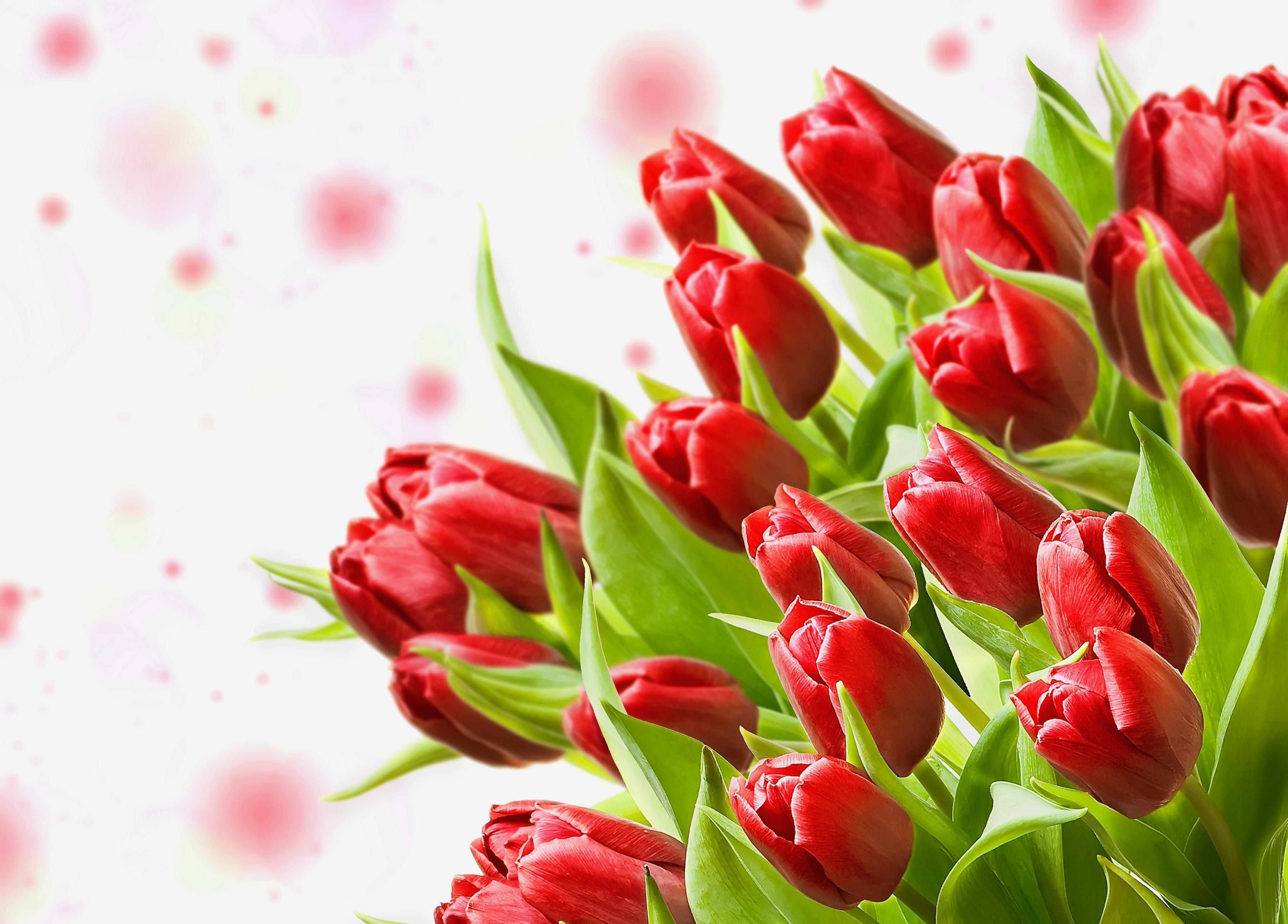 133421 download wallpaper tulips, flowers, close-up, bouquet screensavers and pictures for free