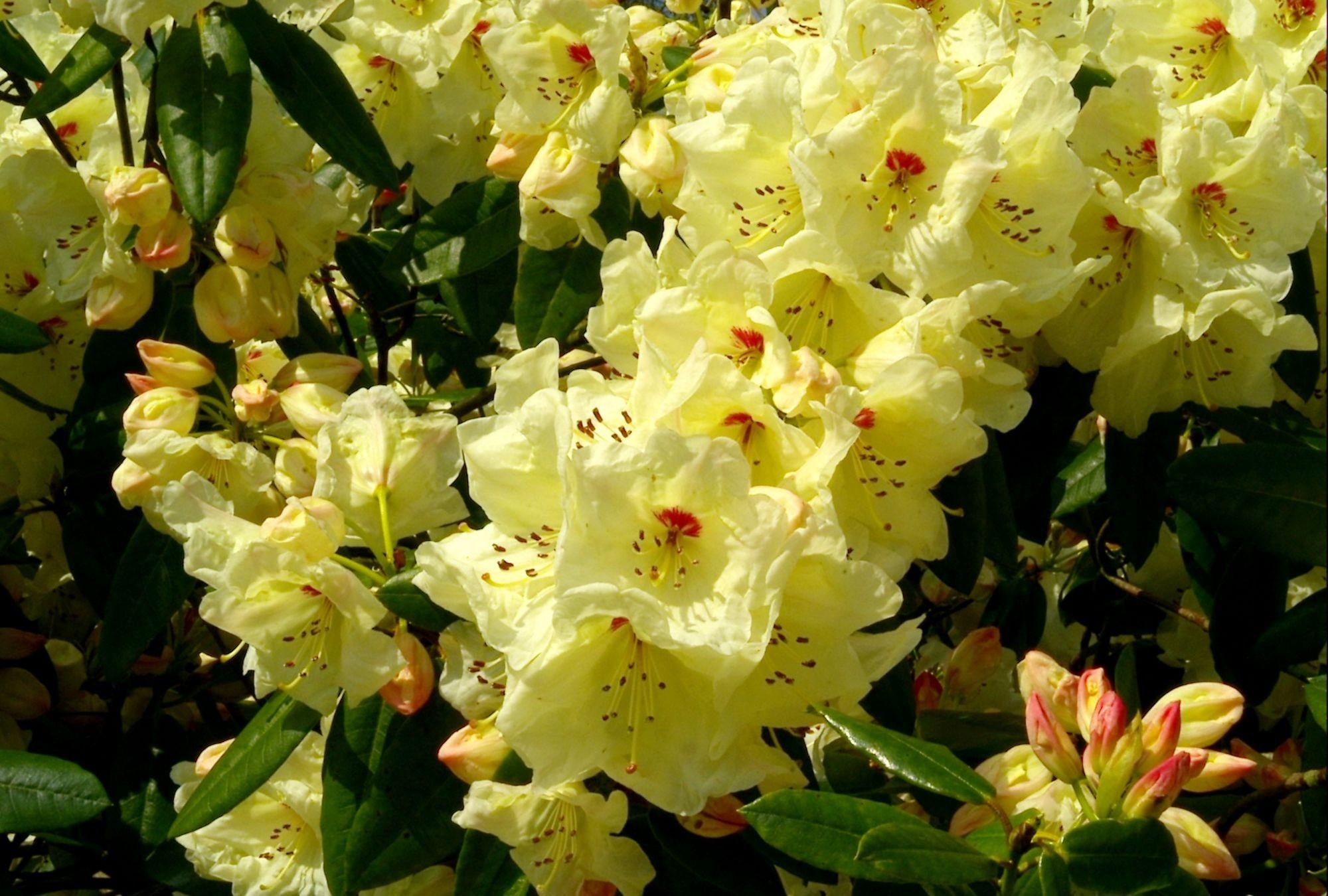 bloom, flowers, bush, close-up, flowering, greens, rhododendron