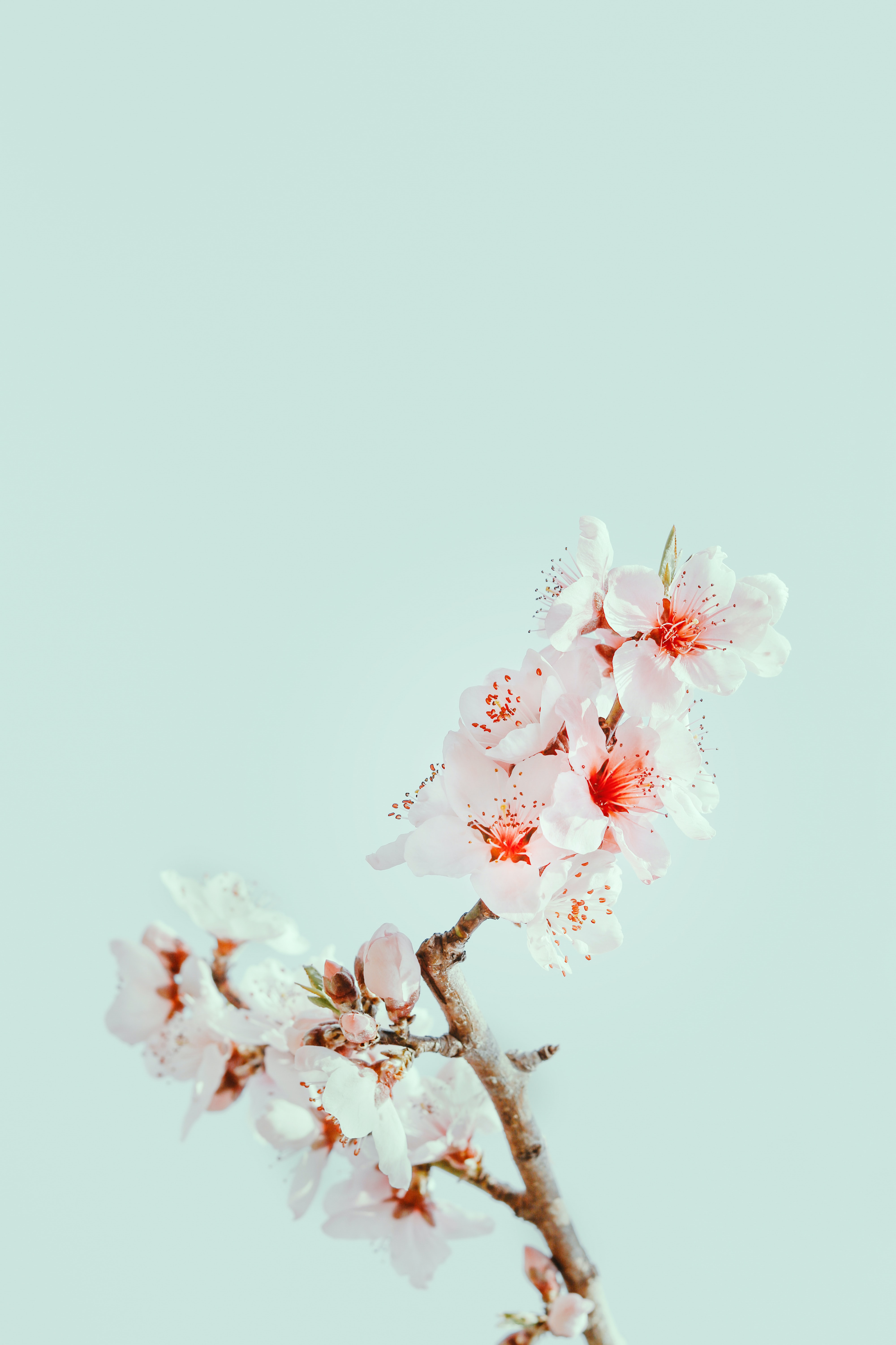 flowers, cherry, macro, branch
