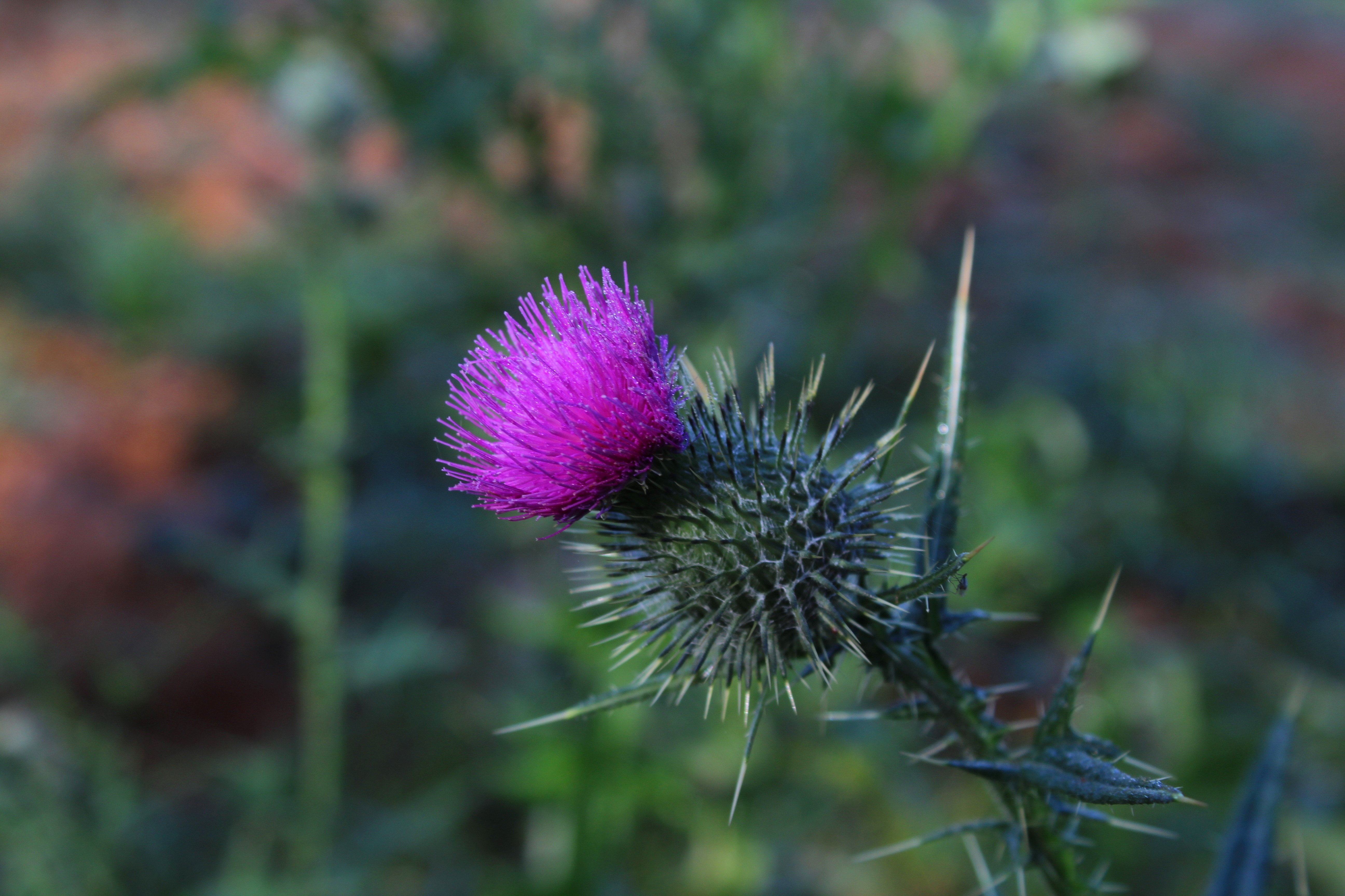 flower, flowers, thorns, prickles, thistle wallpapers for tablet