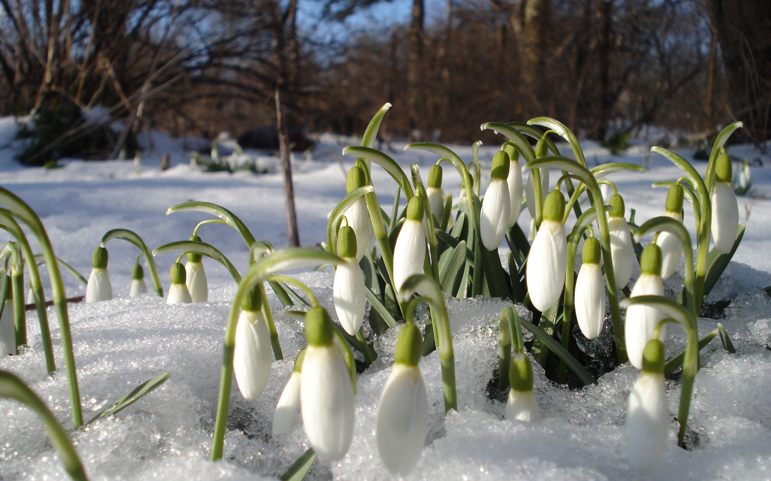 nature, flowers, warmth, protalins Snowdrops HD Android Wallpapers
