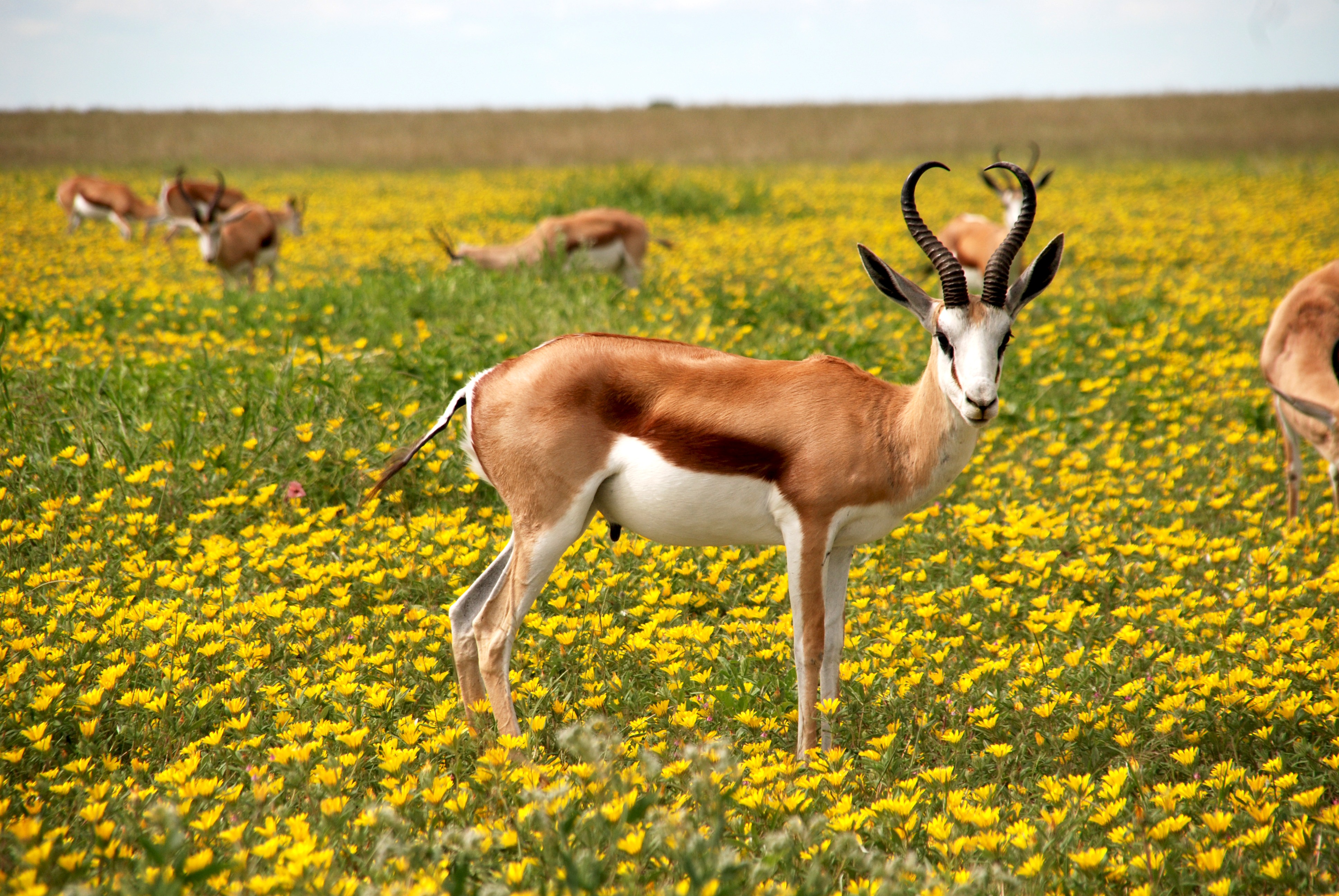 Сенегал фауна антилопы