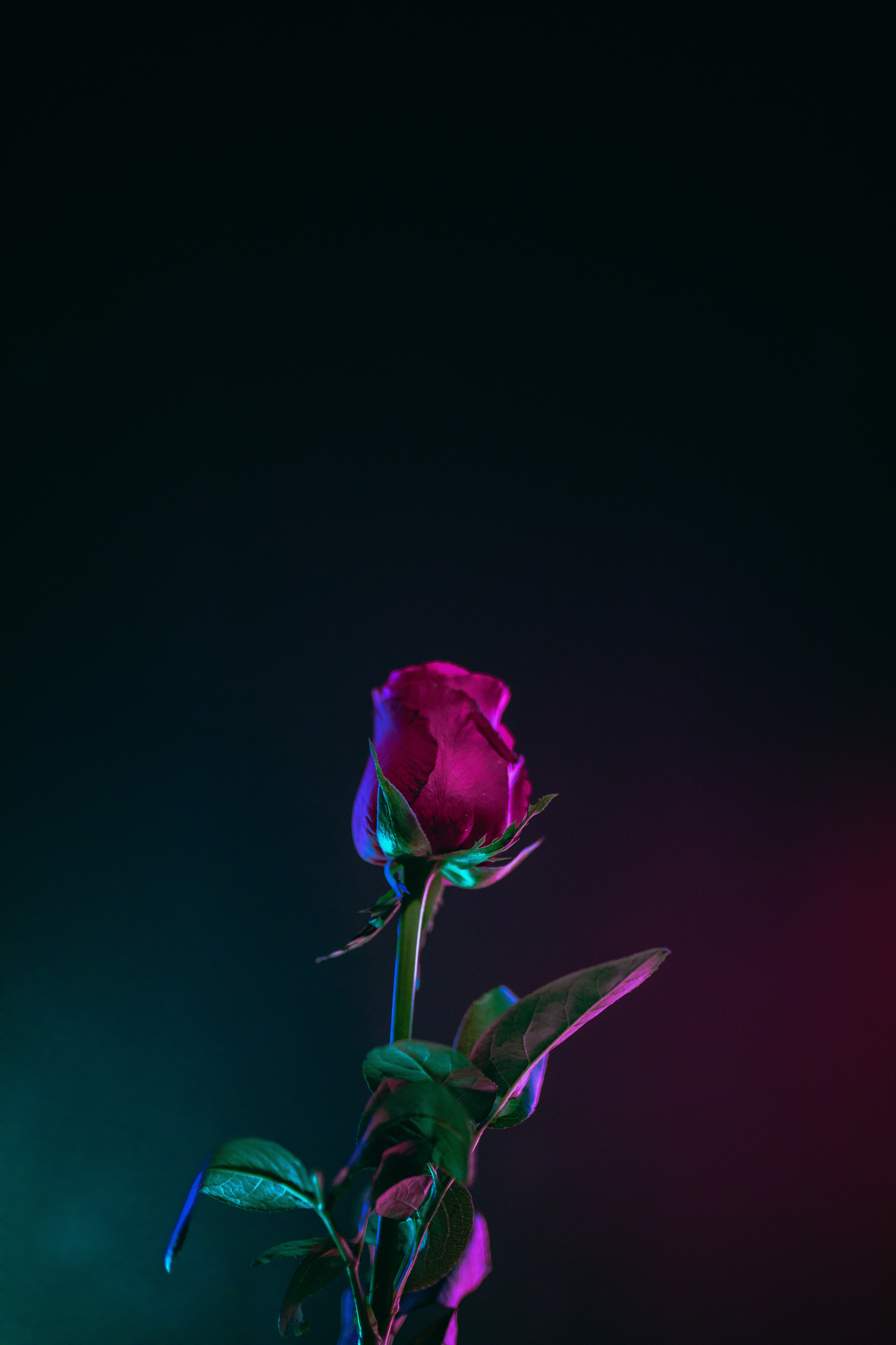 rose flower, dark background, leaves, flowers, rose, bud, stem, stalk