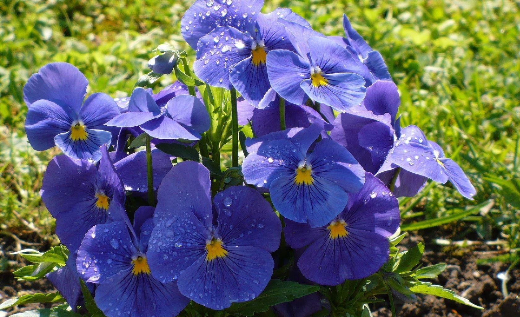 flowers, pansies, drops, close-up, greens, flower bed, flowerbed, freshness, big plan wallpapers for tablet