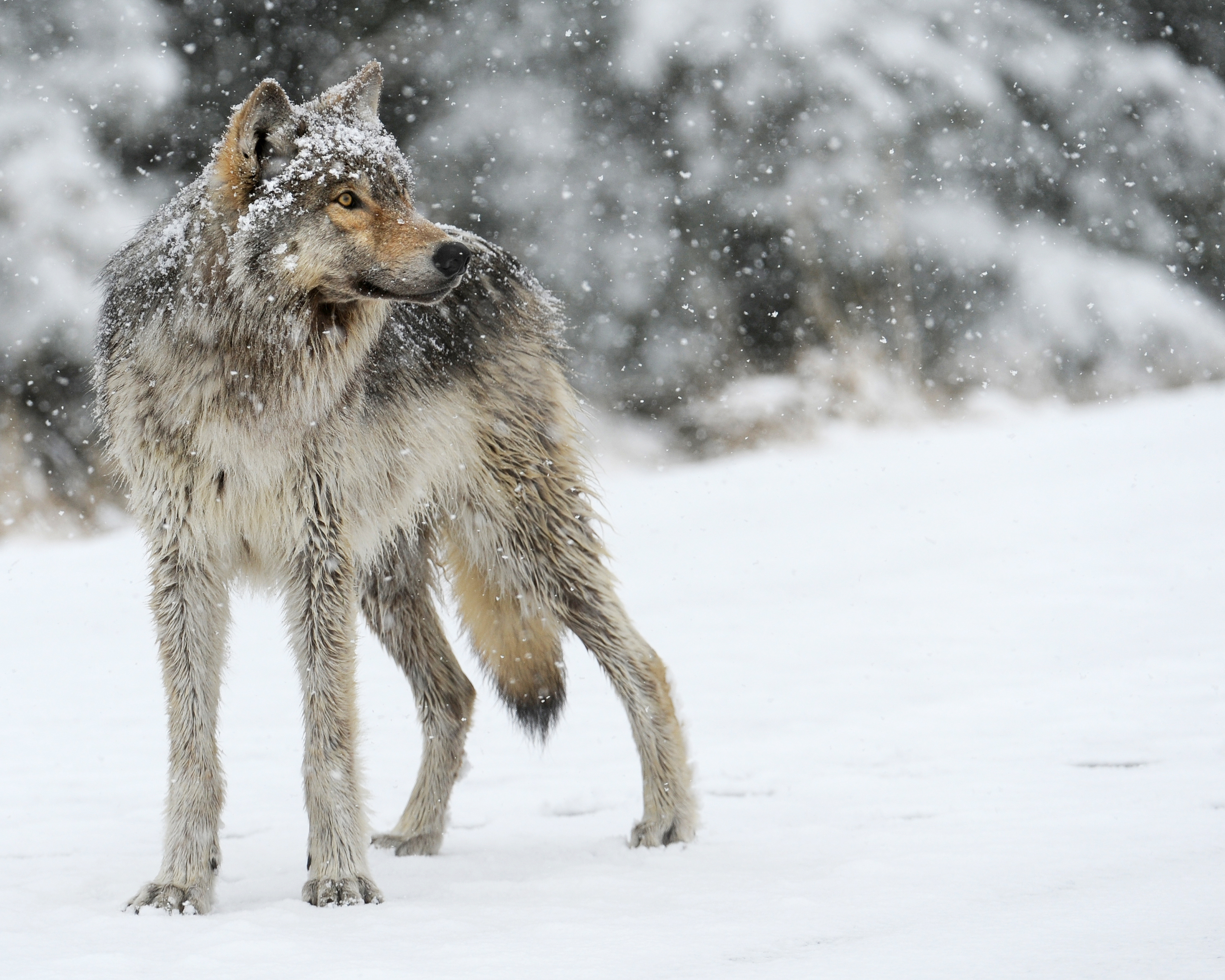 wolf, animals, winter, snow, predator HD wallpaper