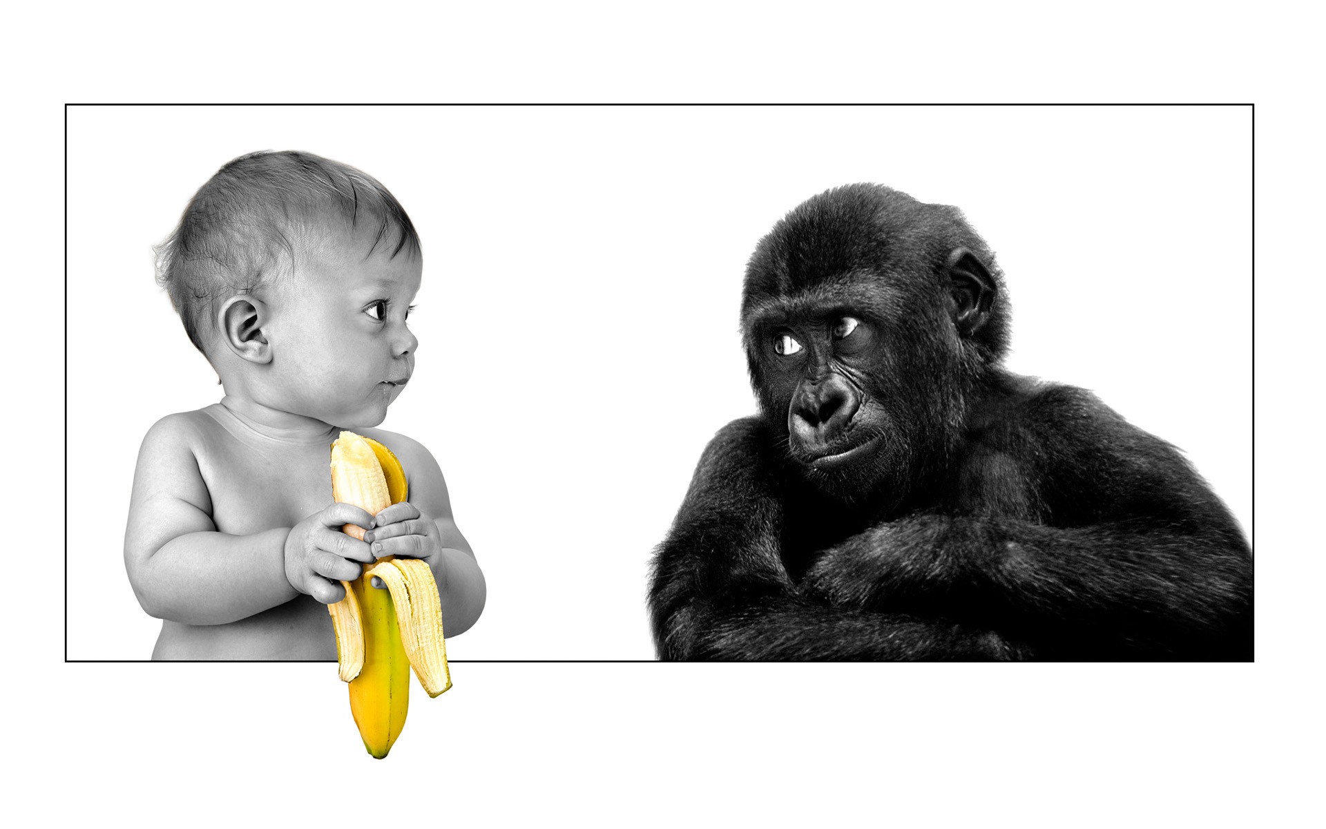 HD desktop wallpaper: Funny, Monkey, Baby, Humor download free picture  #180006
