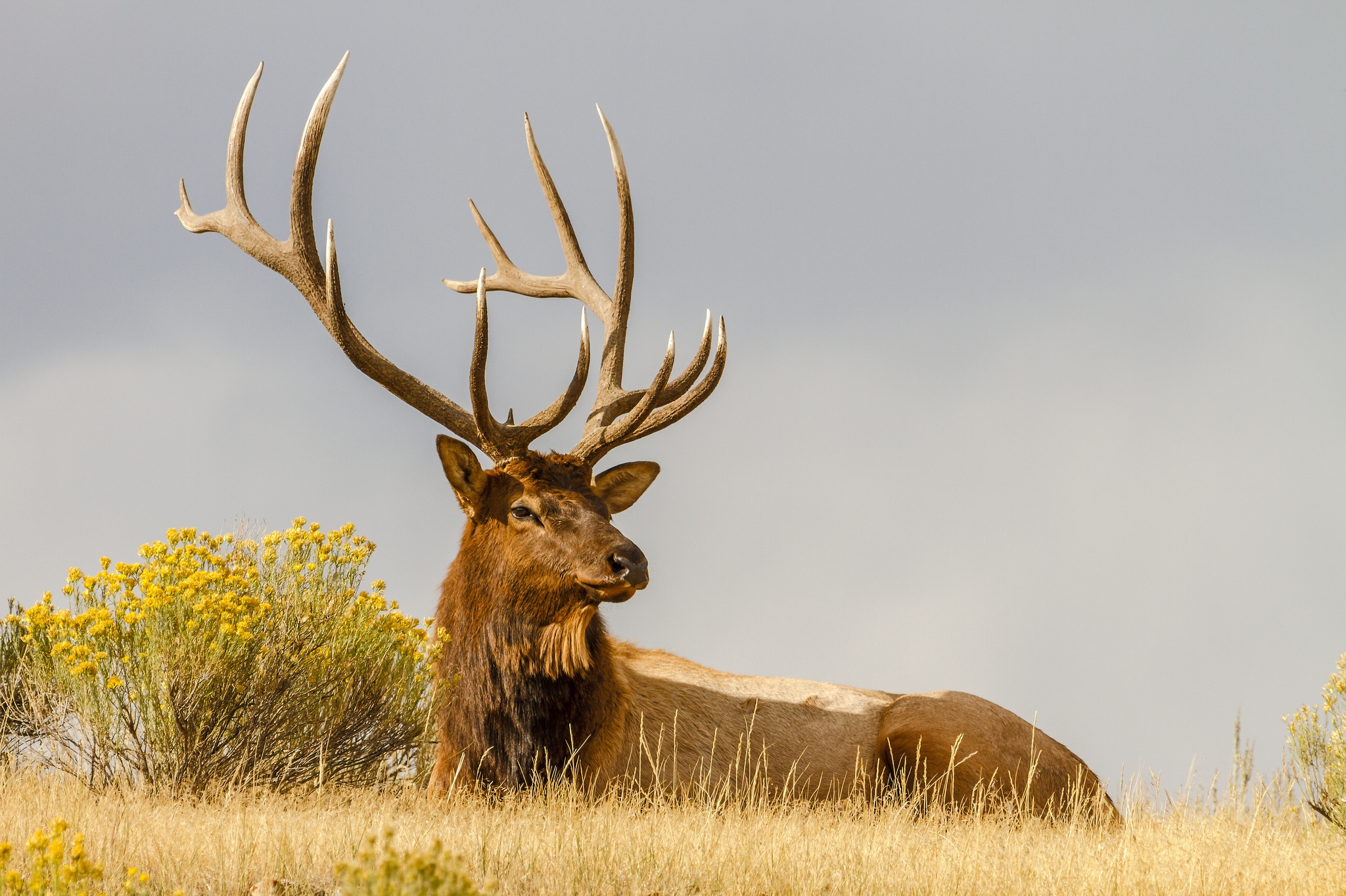 Cool Backgrounds animals, lie, horns, to lie down Deer