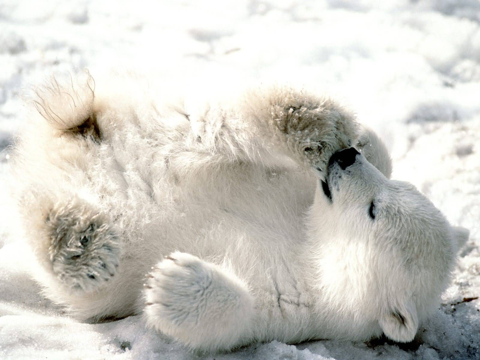 Mobile Wallpaper Polar Bear 