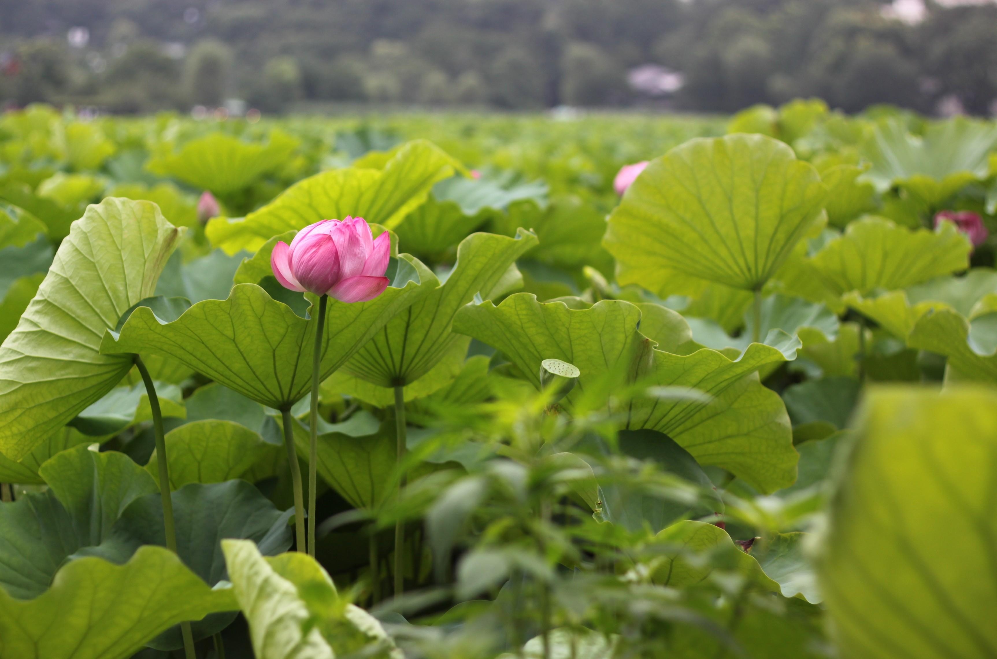 77414 économiseurs d'écran et fonds d'écran Lotus sur votre téléphone. Téléchargez acuité, feuilles, fleurs, légumes verts images gratuitement