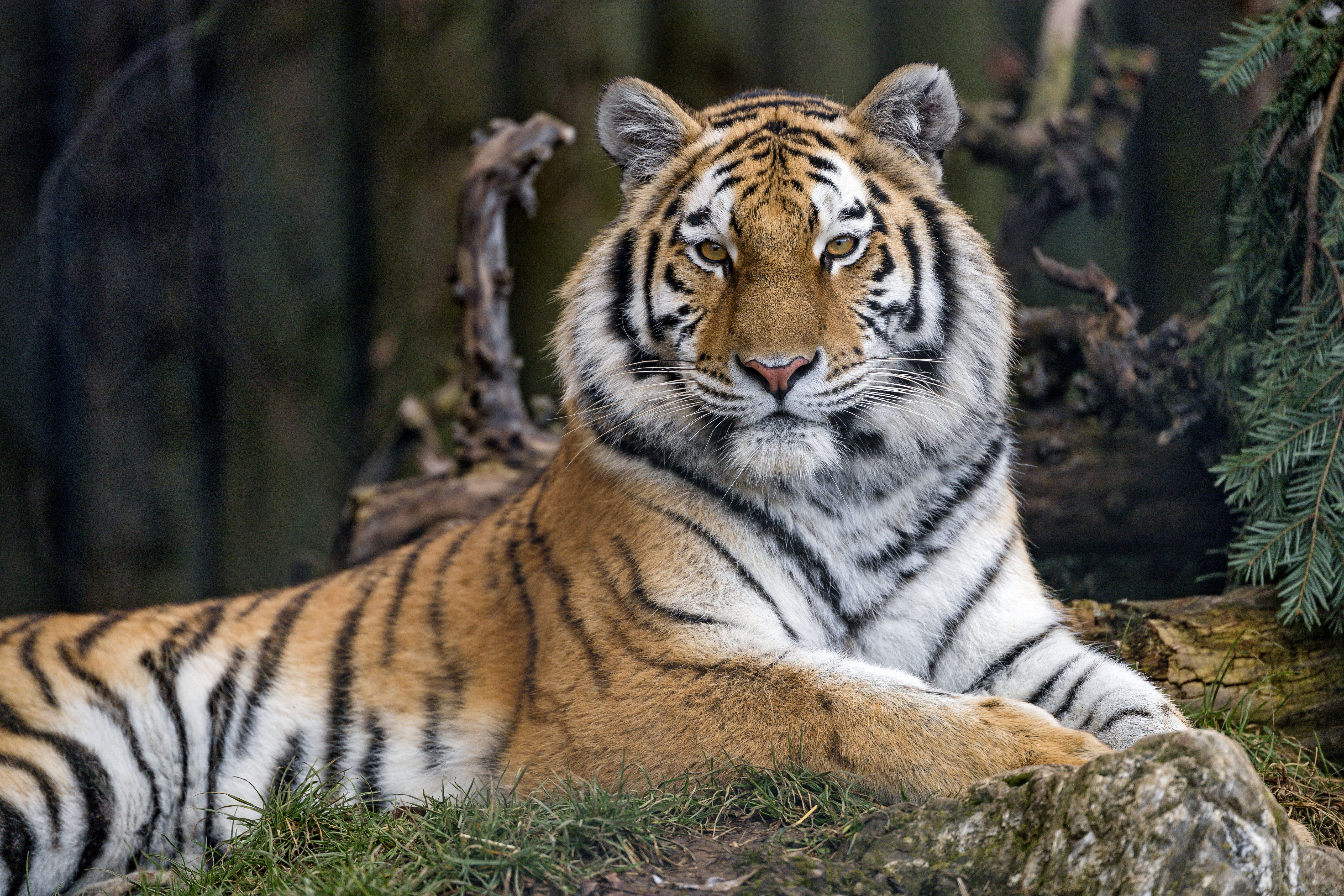 opinion, animals, predator, big cat, sight, tiger 8K