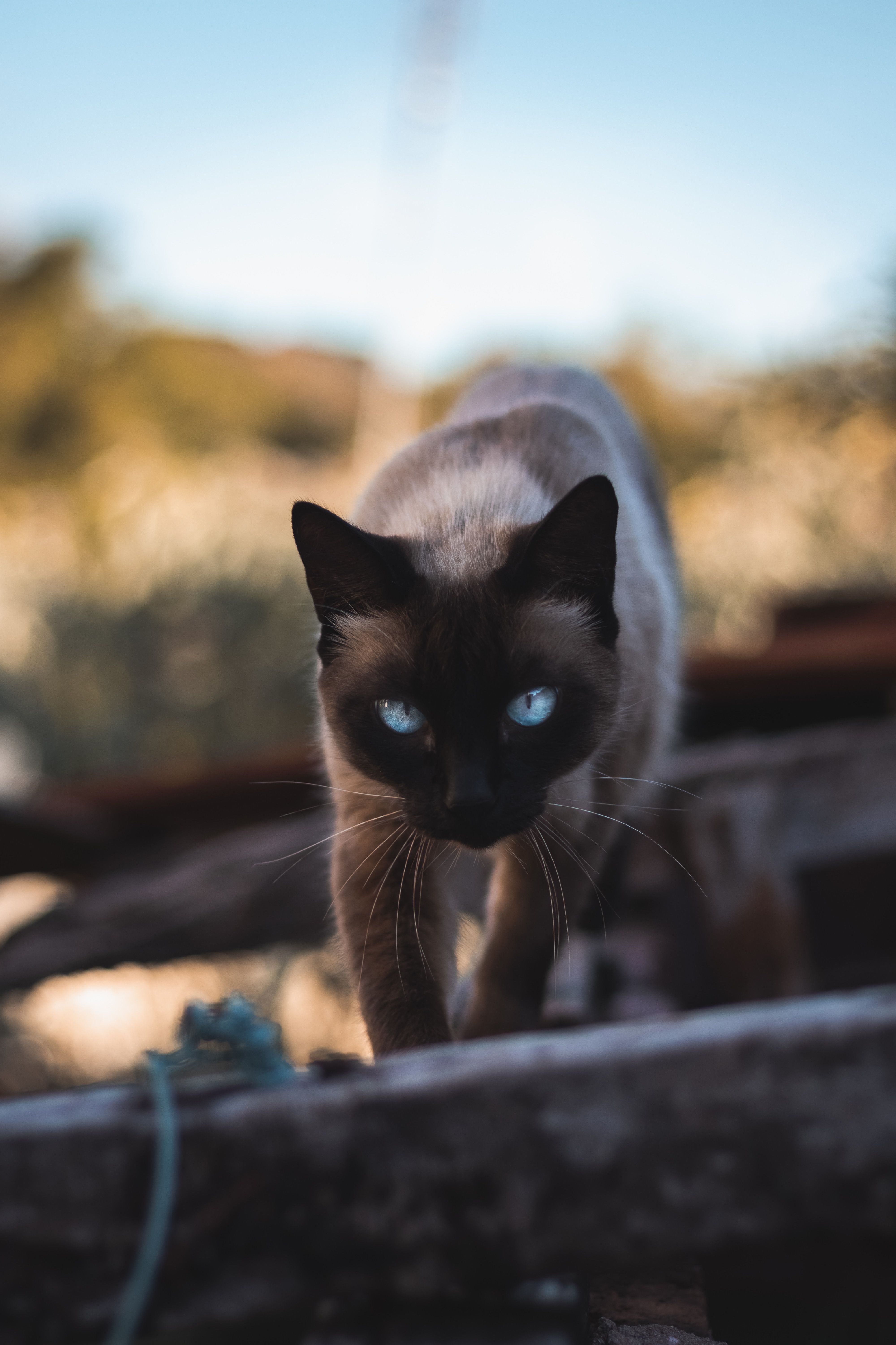 125931 download wallpaper animals, cat, pet, sight, opinion, animal, siamese screensavers and pictures for free