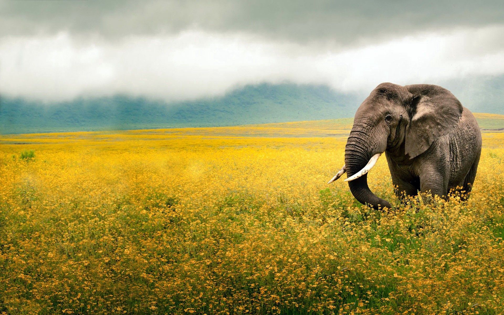 Laden Sie das Tiere, Grass, Sky, Feld, Bummel, Spaziergang, Schöne Landschaft, Elefant, Elefanten-Bild kostenlos auf Ihren PC-Desktop herunter
